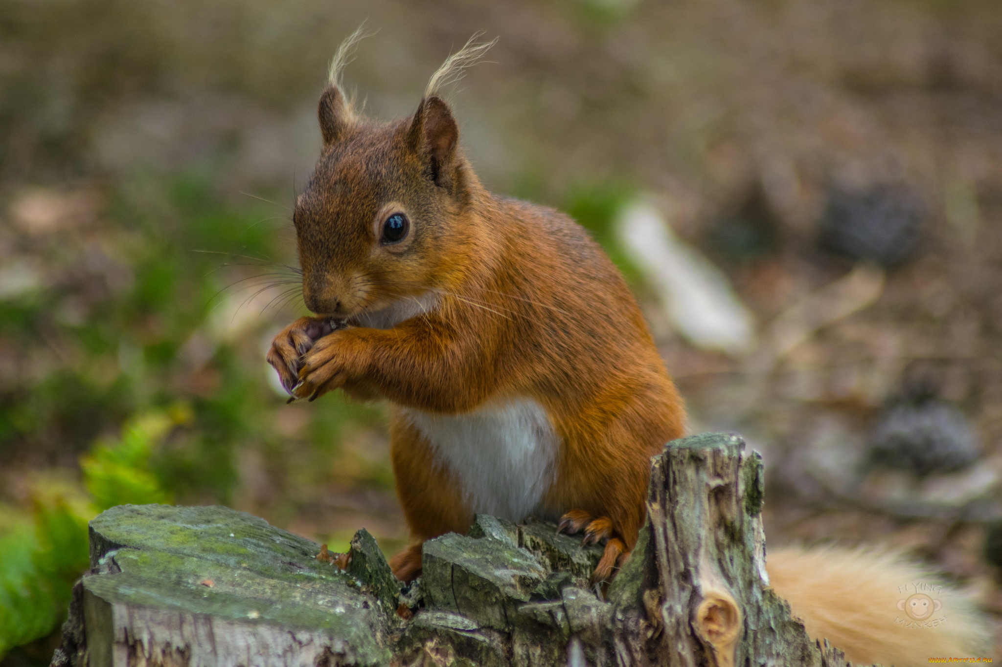 животные, белки, белка