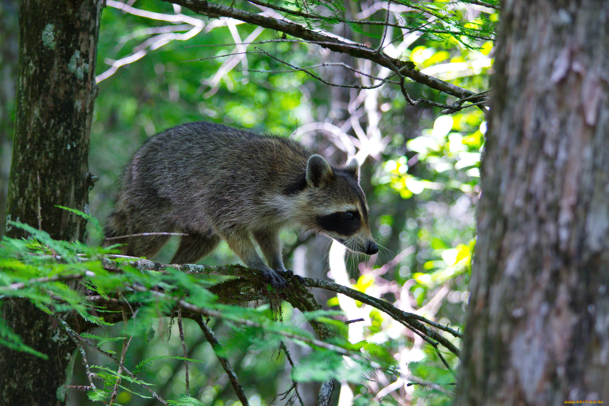 животные, еноты, енот