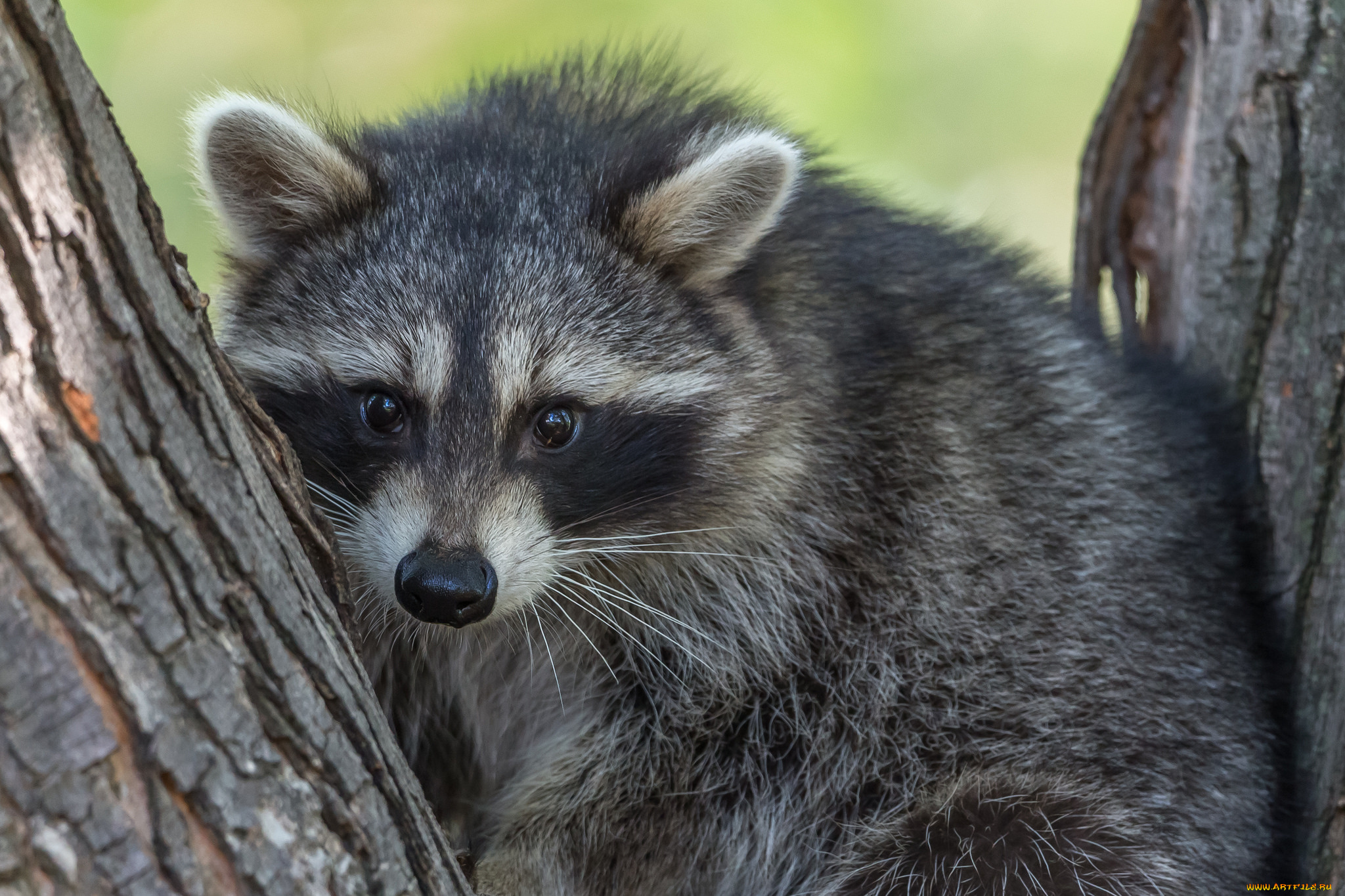 животные, еноты, енот