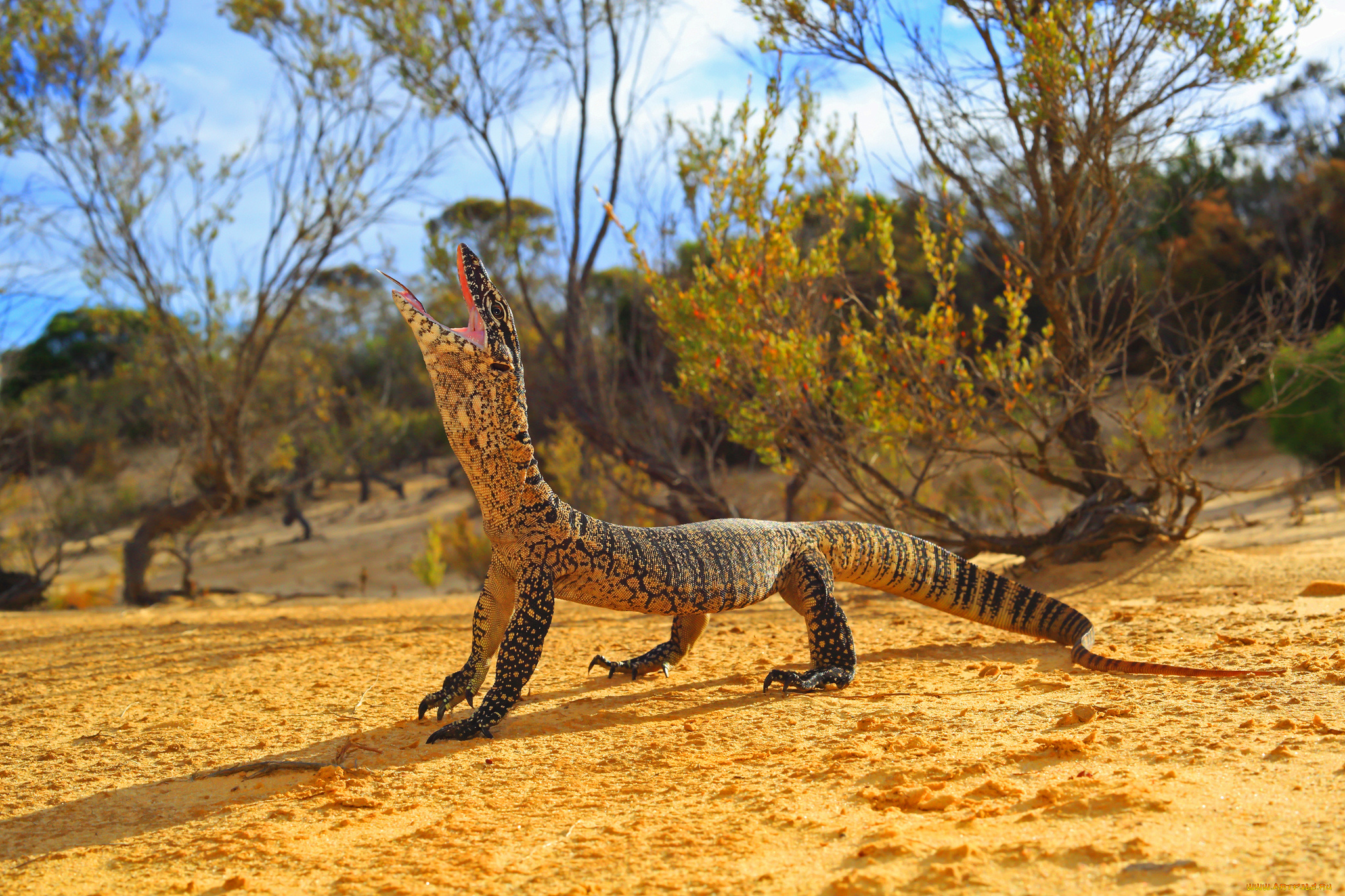 животные, Ящерицы, , игуаны, , вараны, ящерка