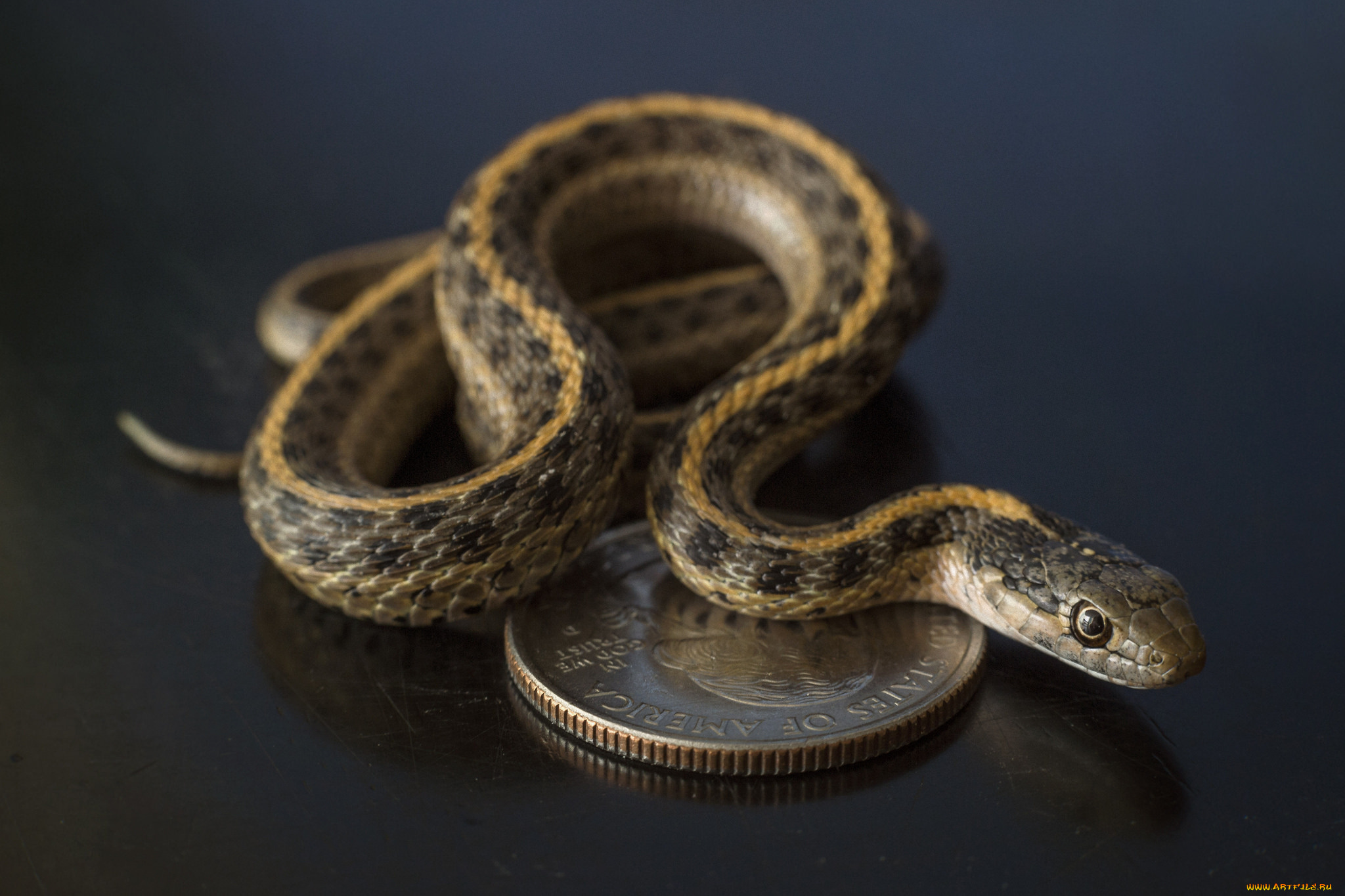 животные, змеи, , питоны, , кобры, змея