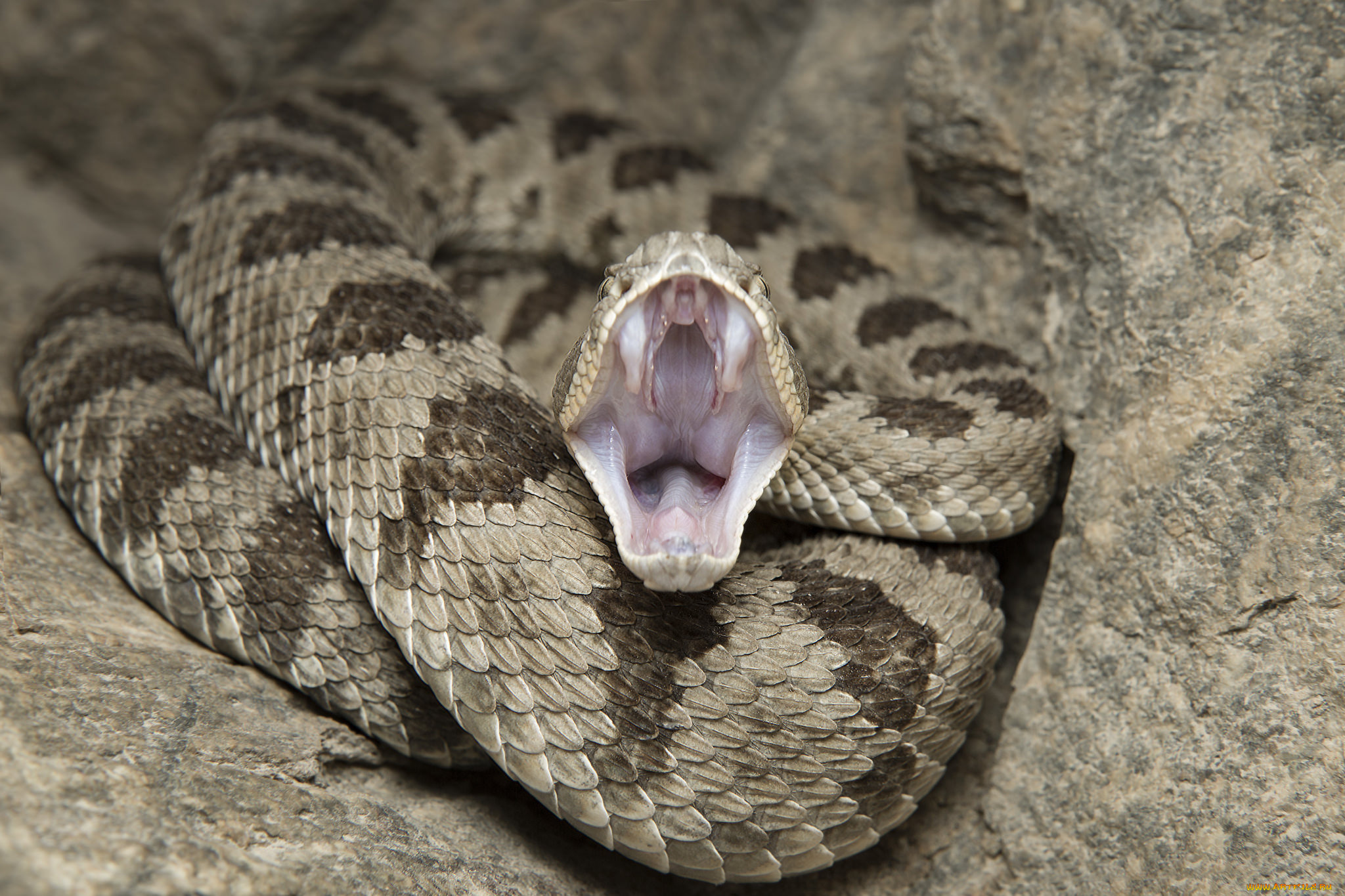 животные, змеи, , питоны, , кобры, змея