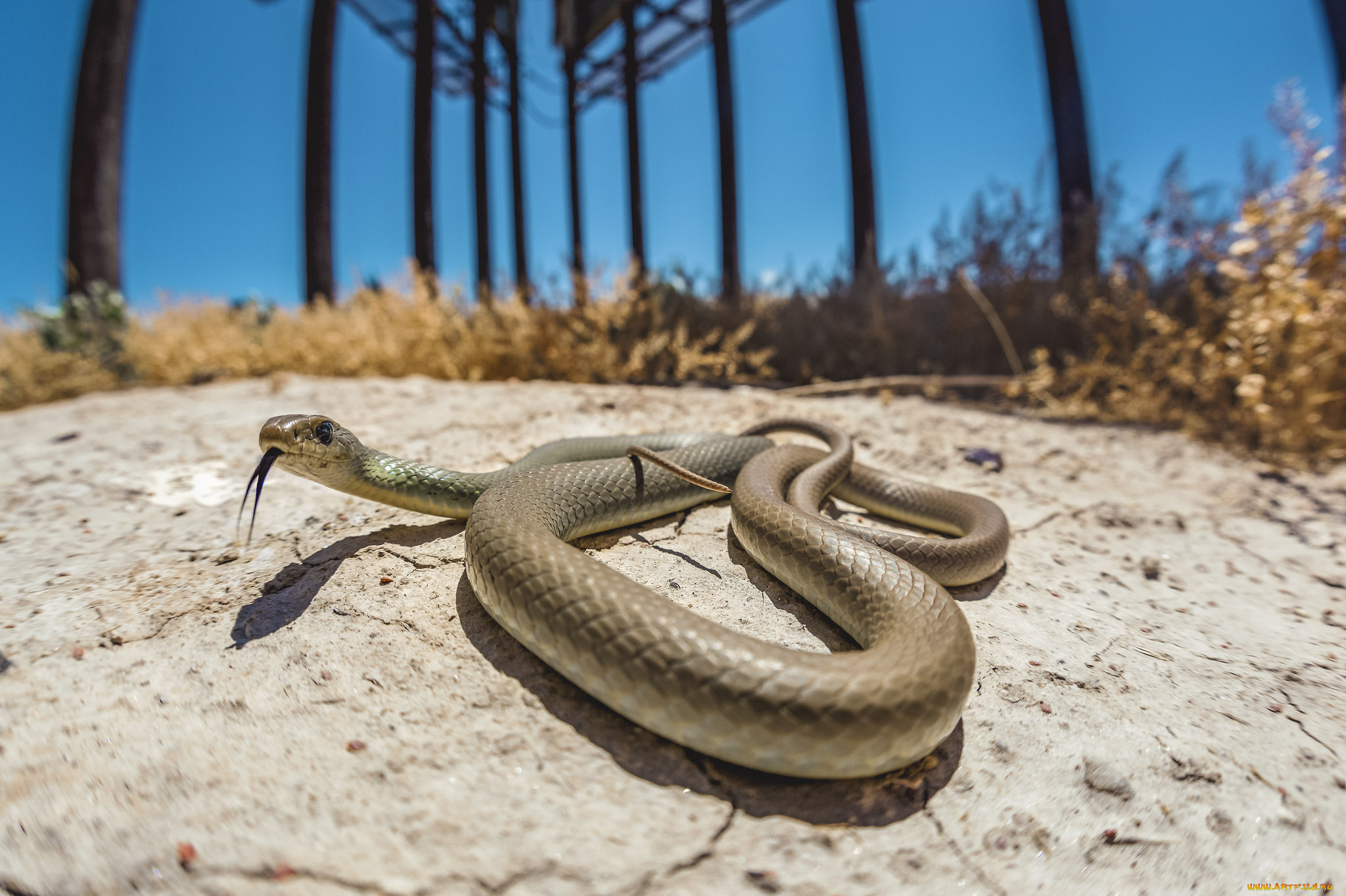 животные, змеи, , питоны, , кобры, змея