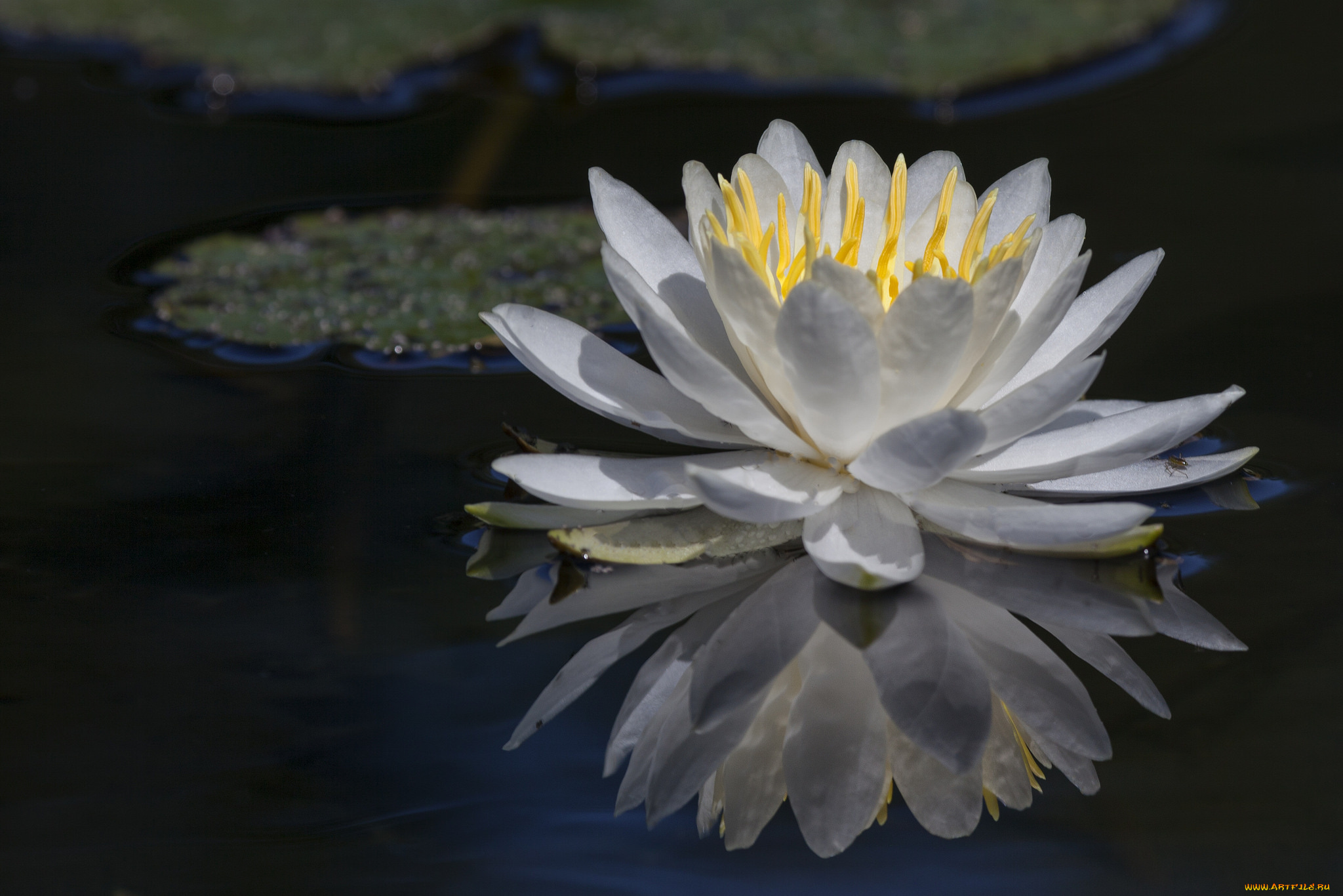 цветы, лилии, водяные, , нимфеи, , кувшинки, отражение, цветок