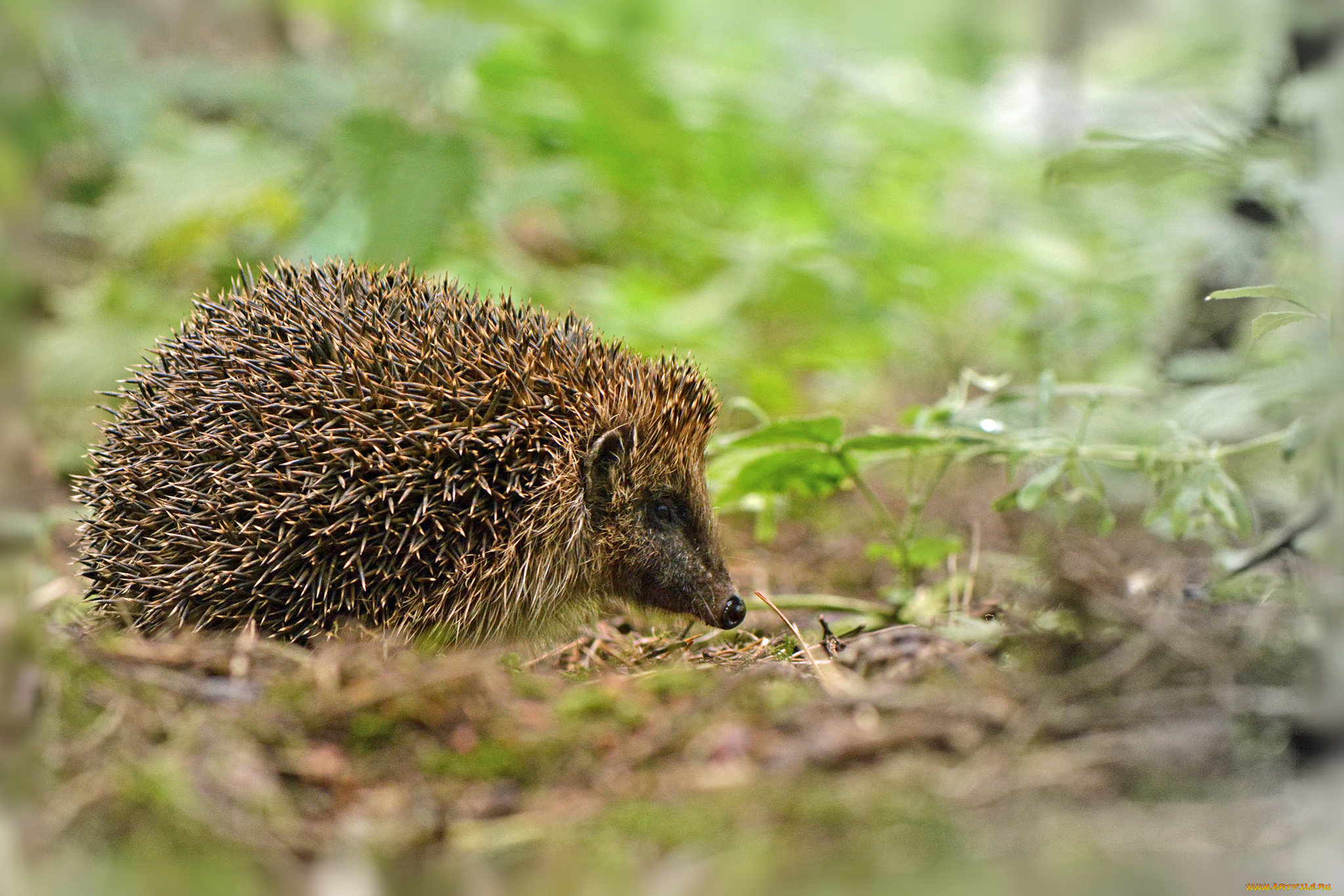 животные, ежи, ежик