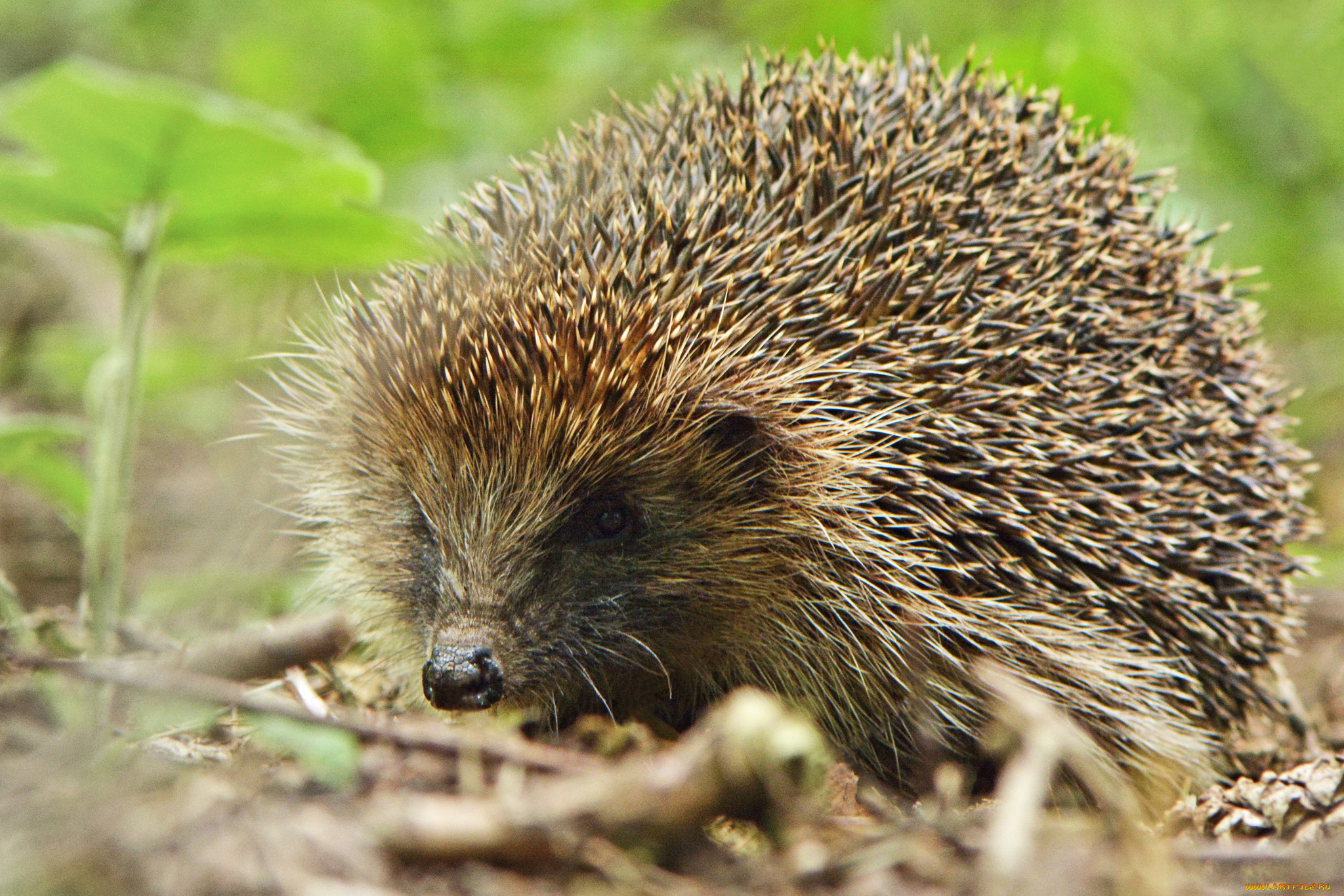животные, ежи, ежик