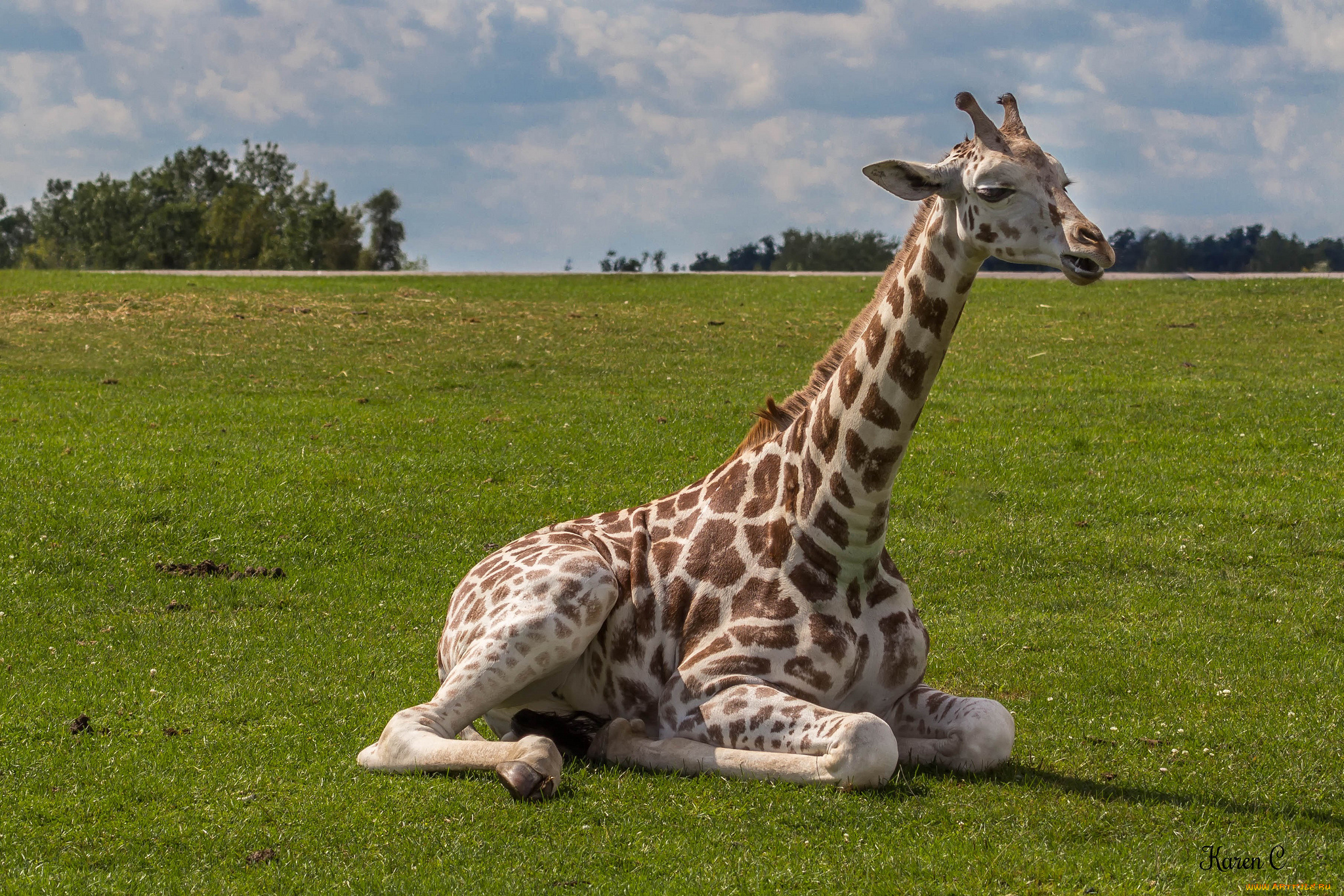 животные, жирафы, жирафленок
