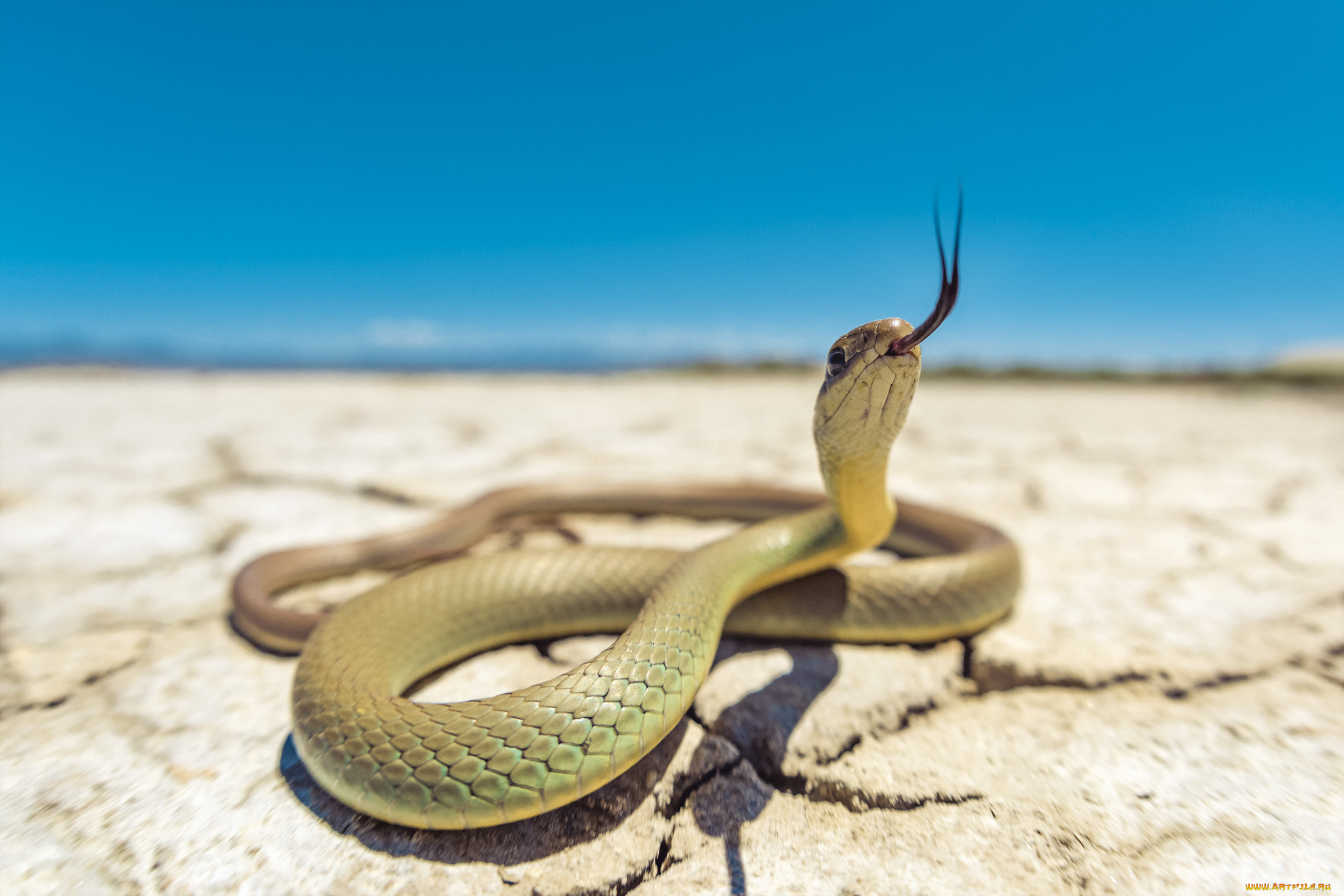 животные, змеи, , питоны, , кобры, змея