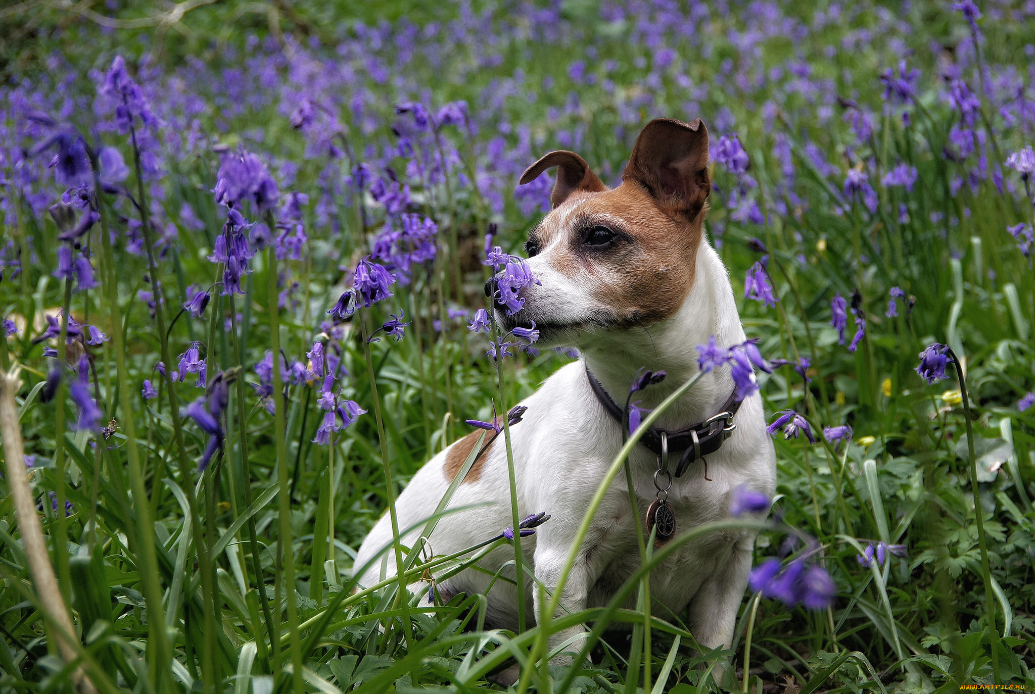 животные, собаки, песик