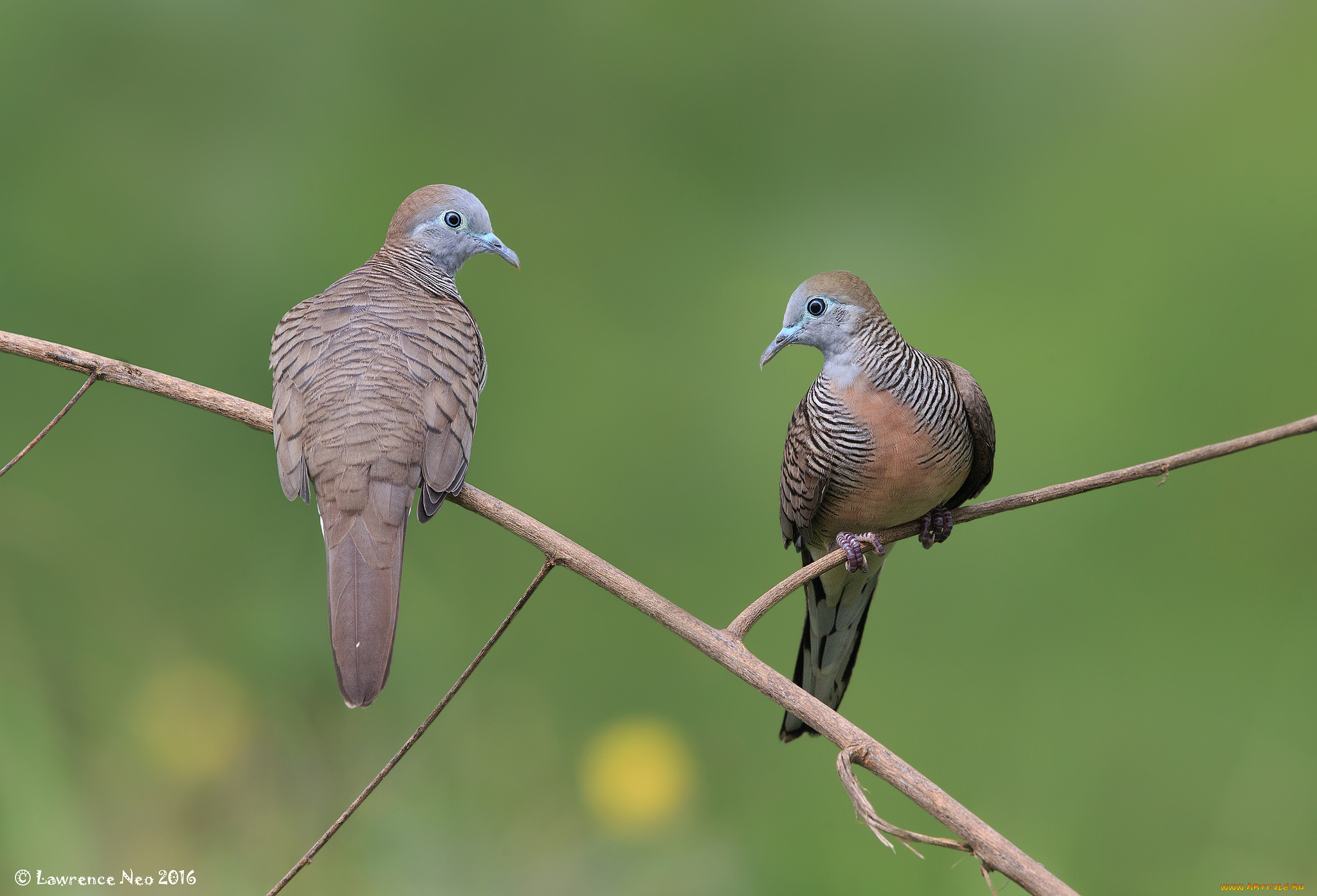 животные, голуби