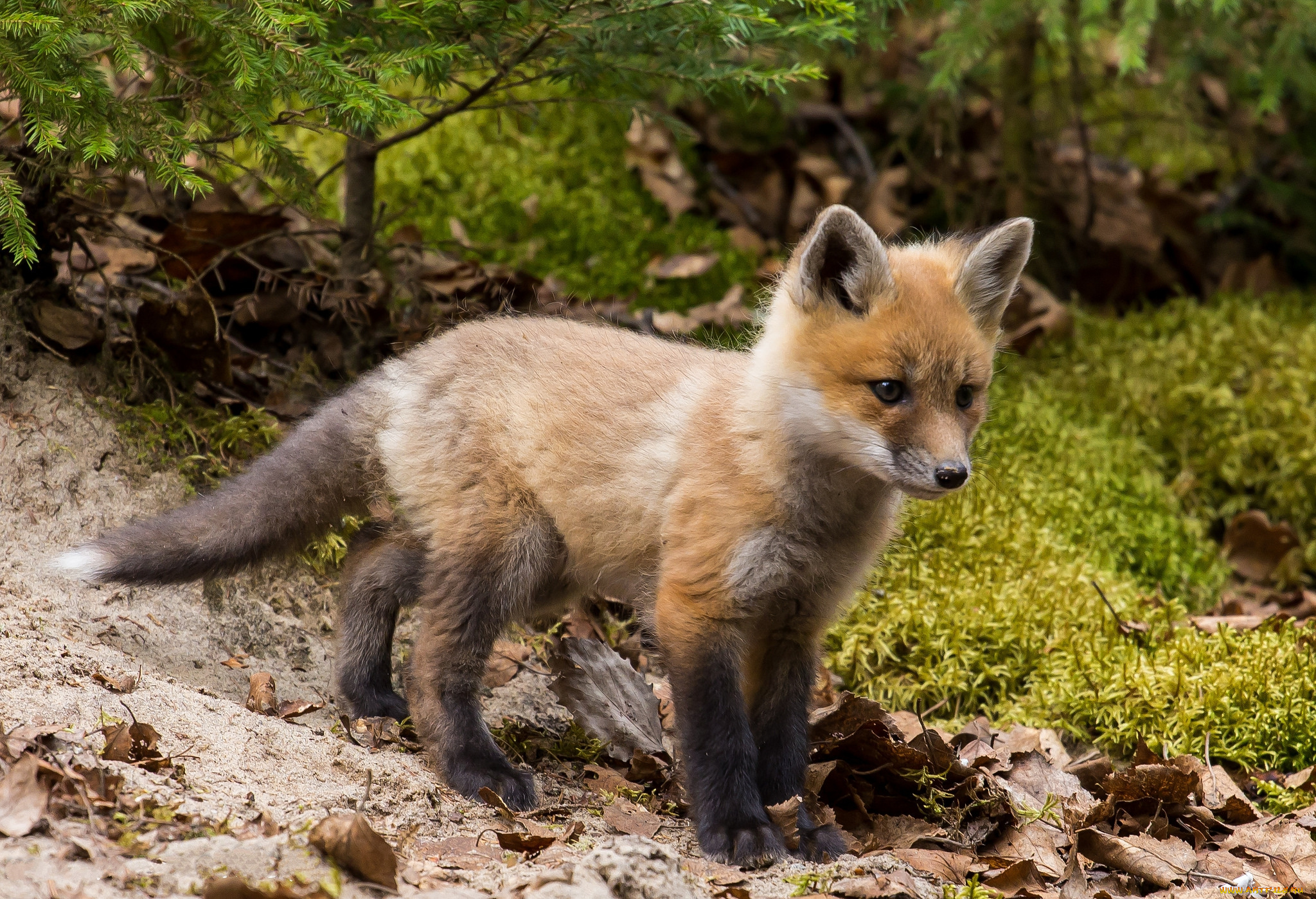 животные, лисы, лисенок