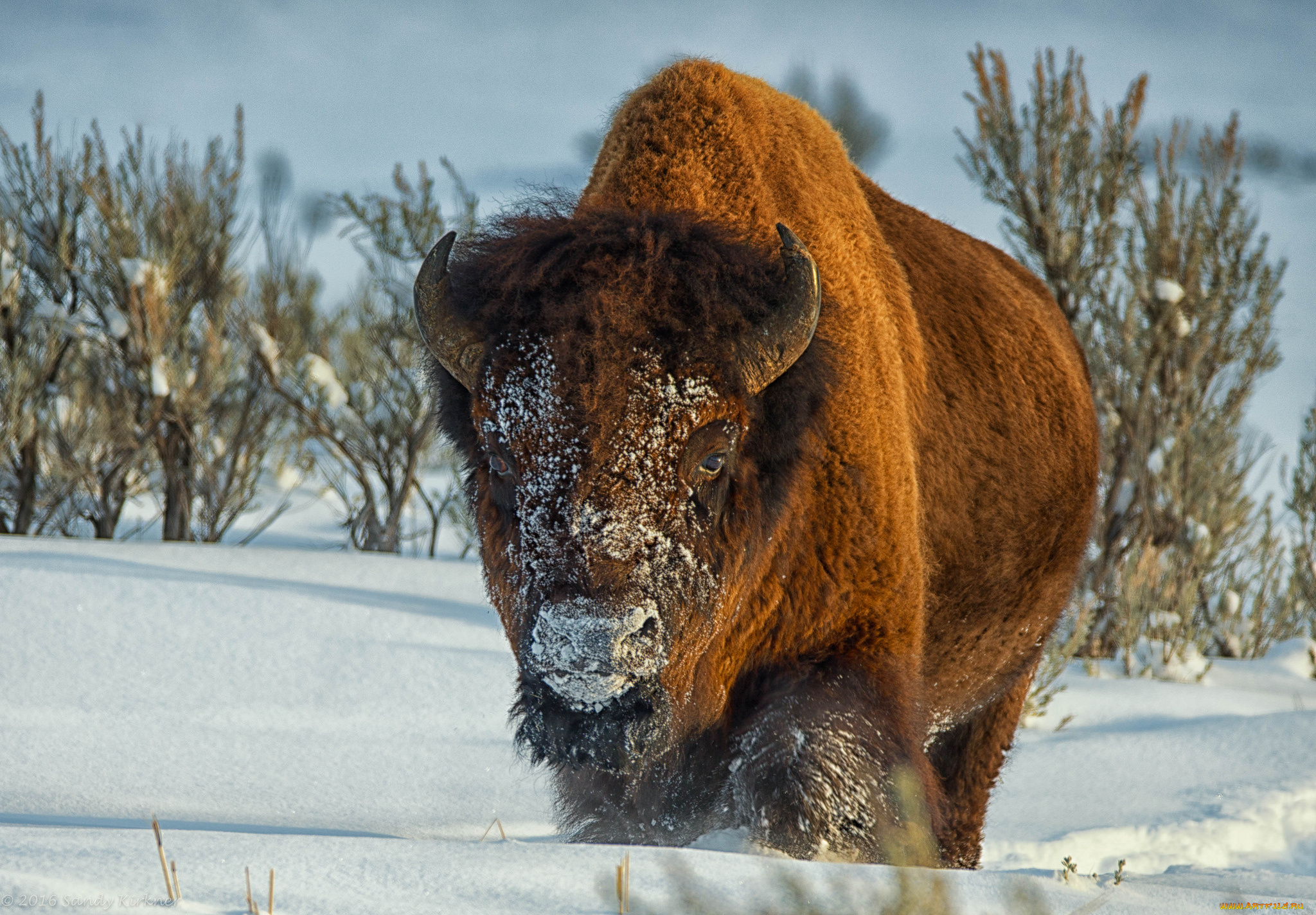 животные, зубры, , бизоны, бык