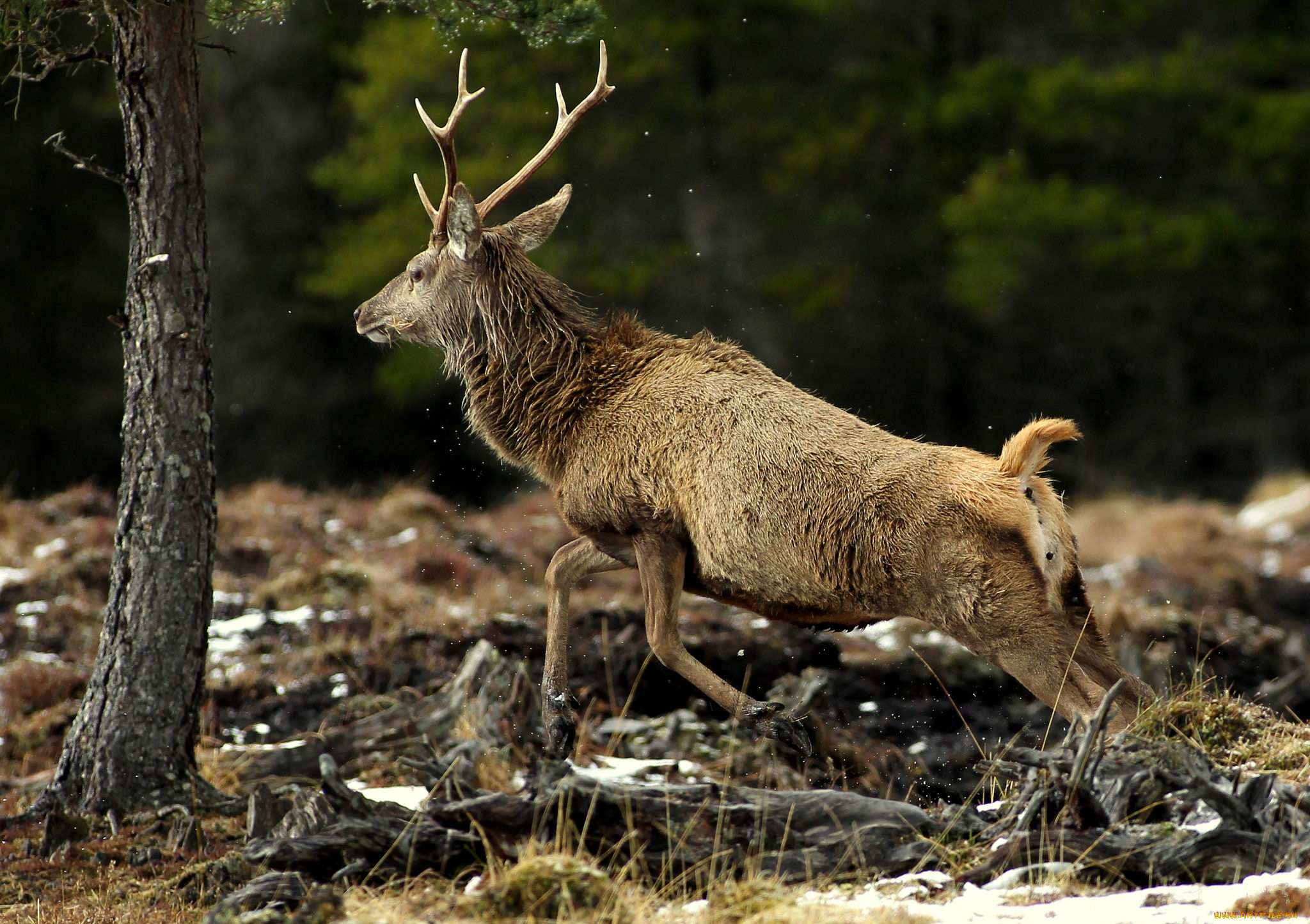животные, олени, олень, рога