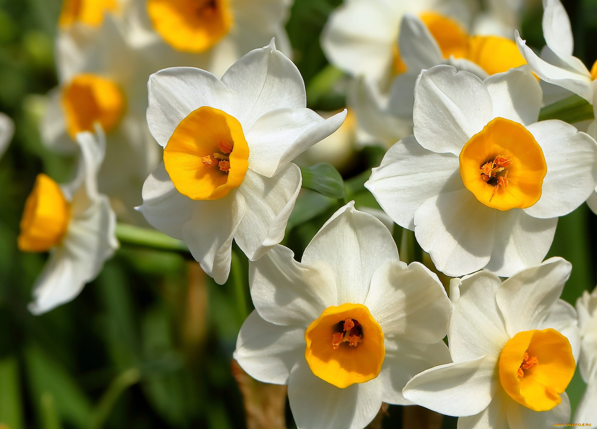 цветы, нарциссы