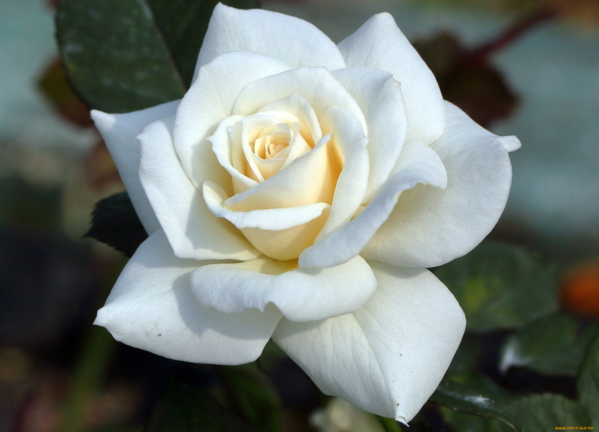 цветы, розы, роза