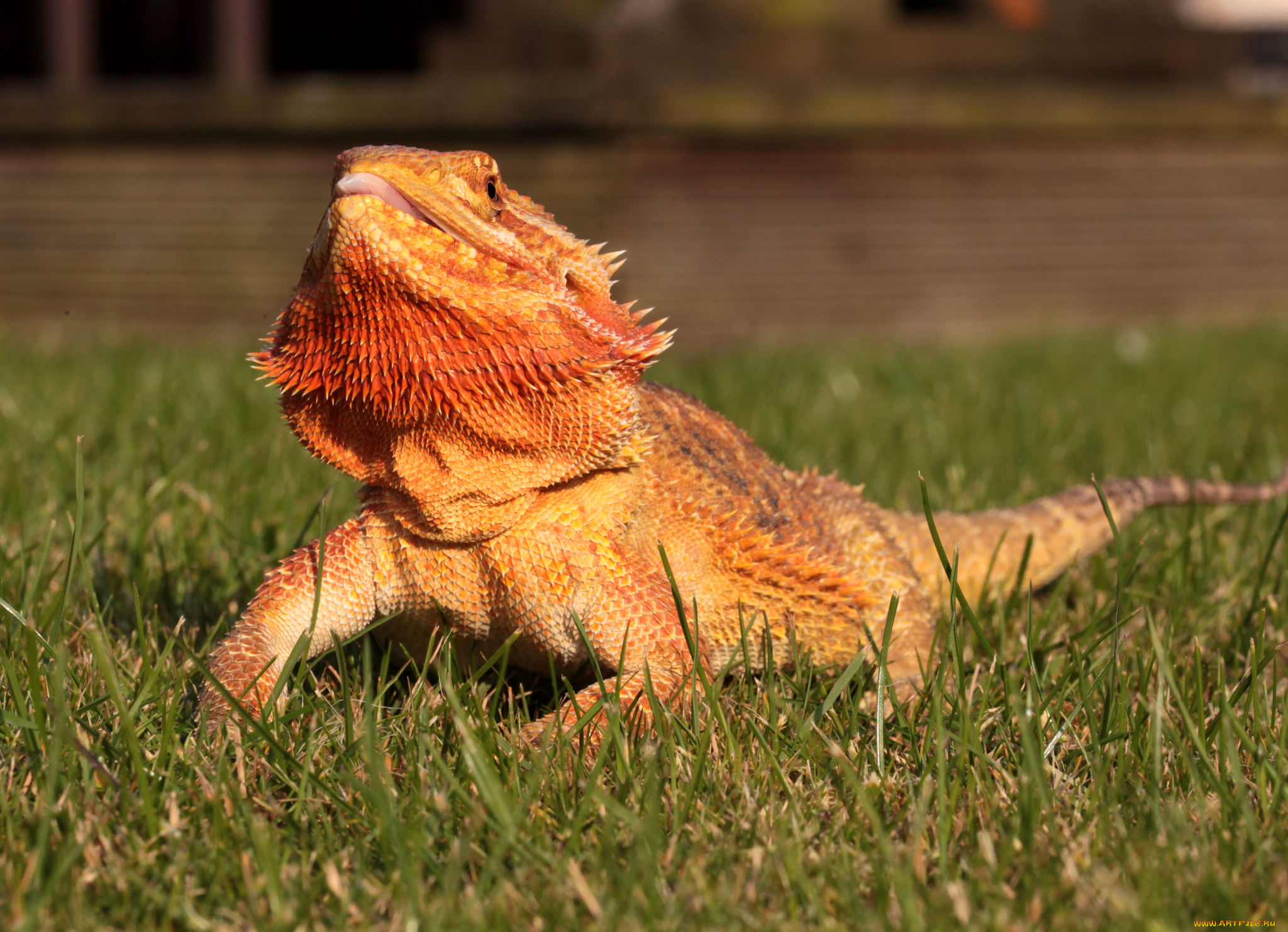 животные, Ящерицы, , игуаны, , вараны, ящерка