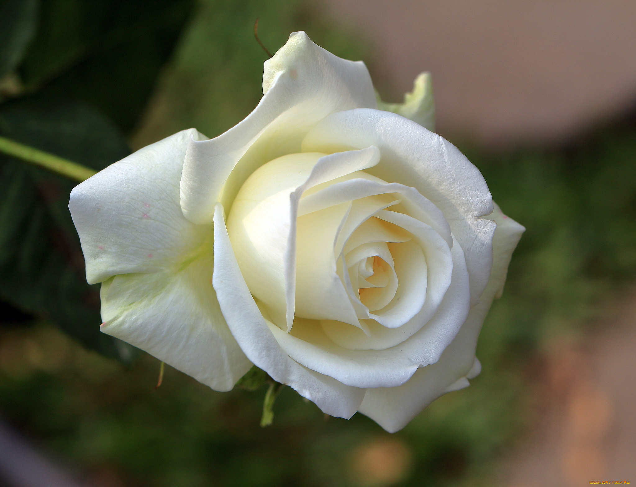 цветы, розы, роза