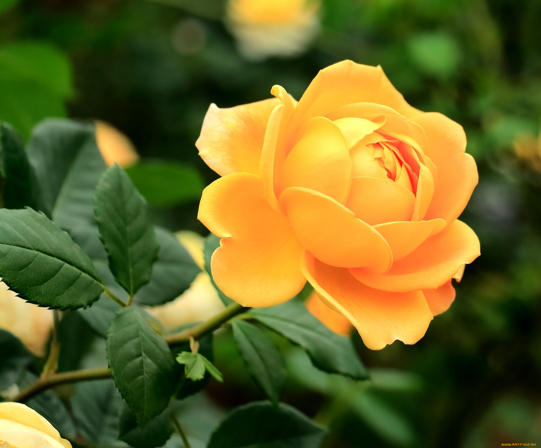 цветы, розы, роза