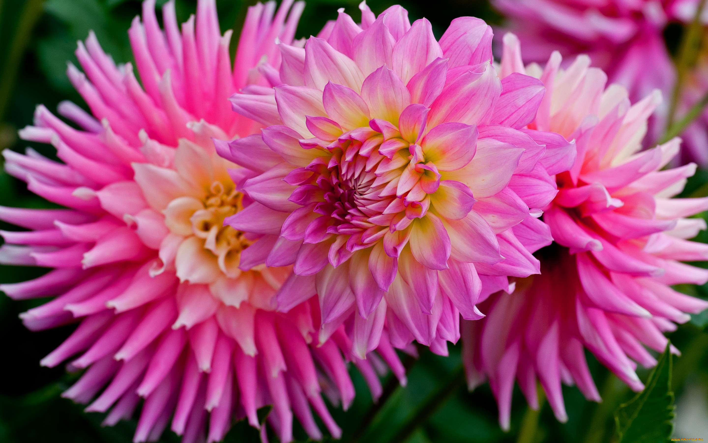 цветы, георгины, лепестки, розовые