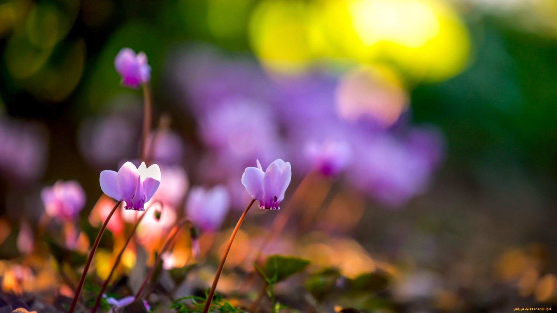 цветы, цикламены, боке, природа, весна