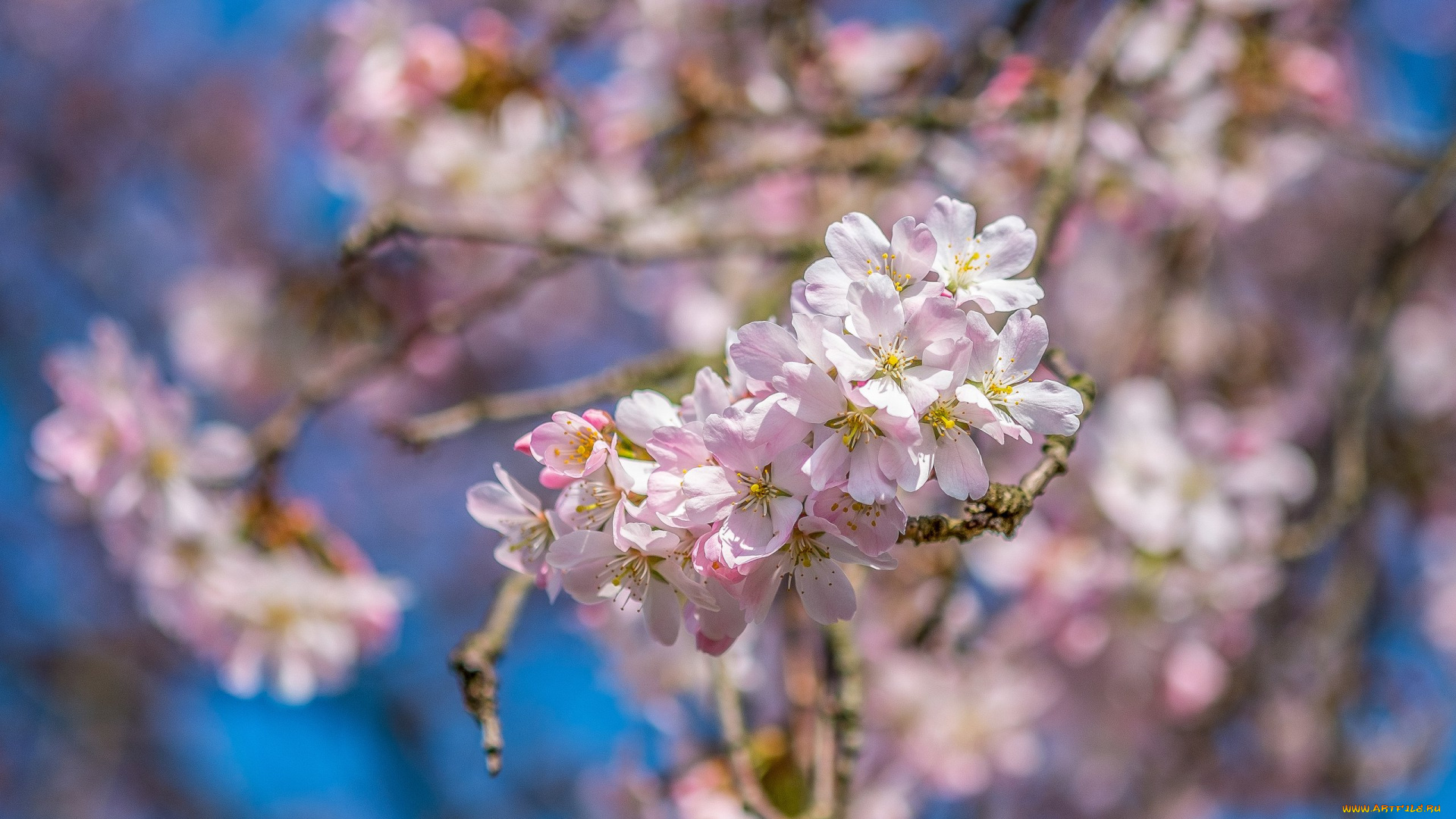 цветы, цветущие, деревья, , , кустарники, природа, весна, небо, ветки, фон, цветение