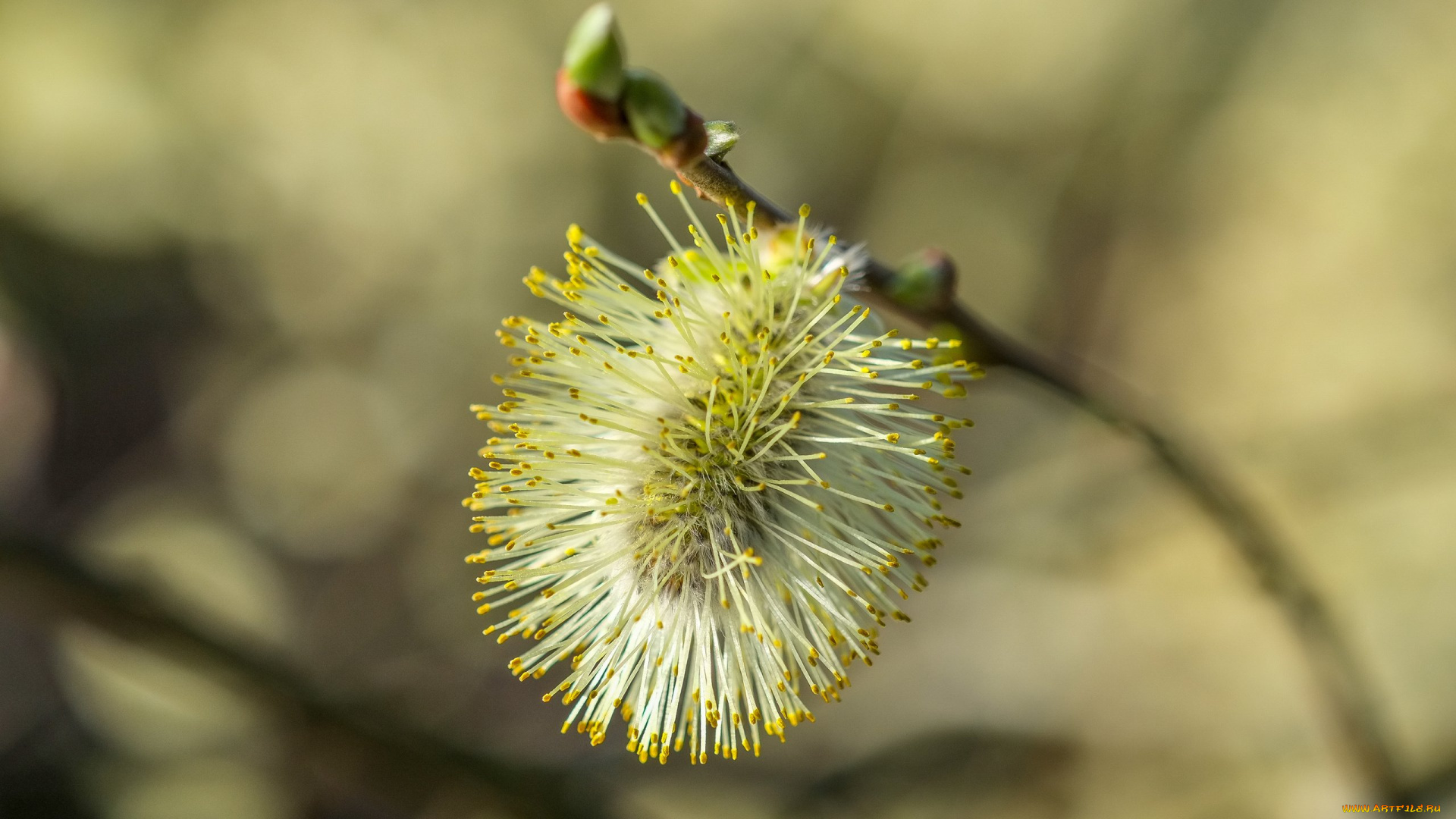 цветы, фон, природа, ветка, верба, весна, размытость
