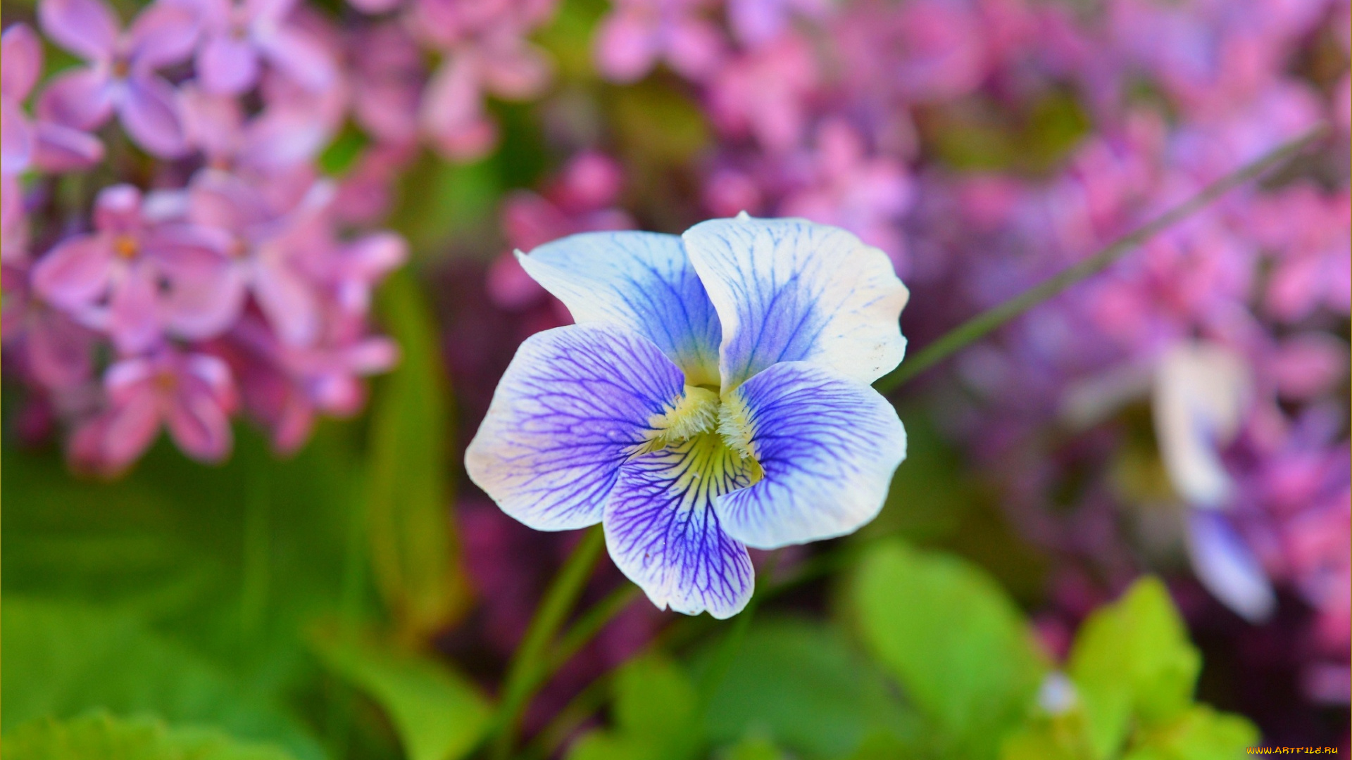 цветы, герань, весна, цветок, сирень