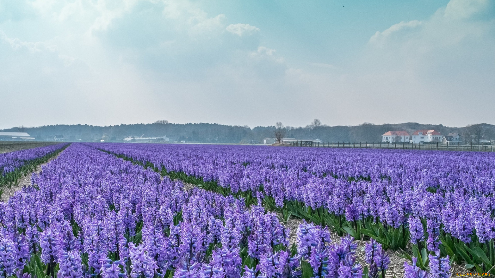 цветы, гиацинты, голландии, дом, поле