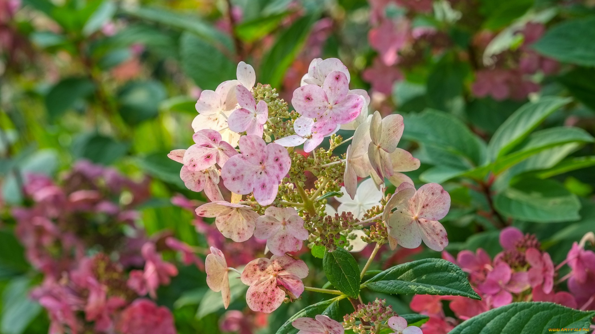 цветы, гортензия, листья, соцветие