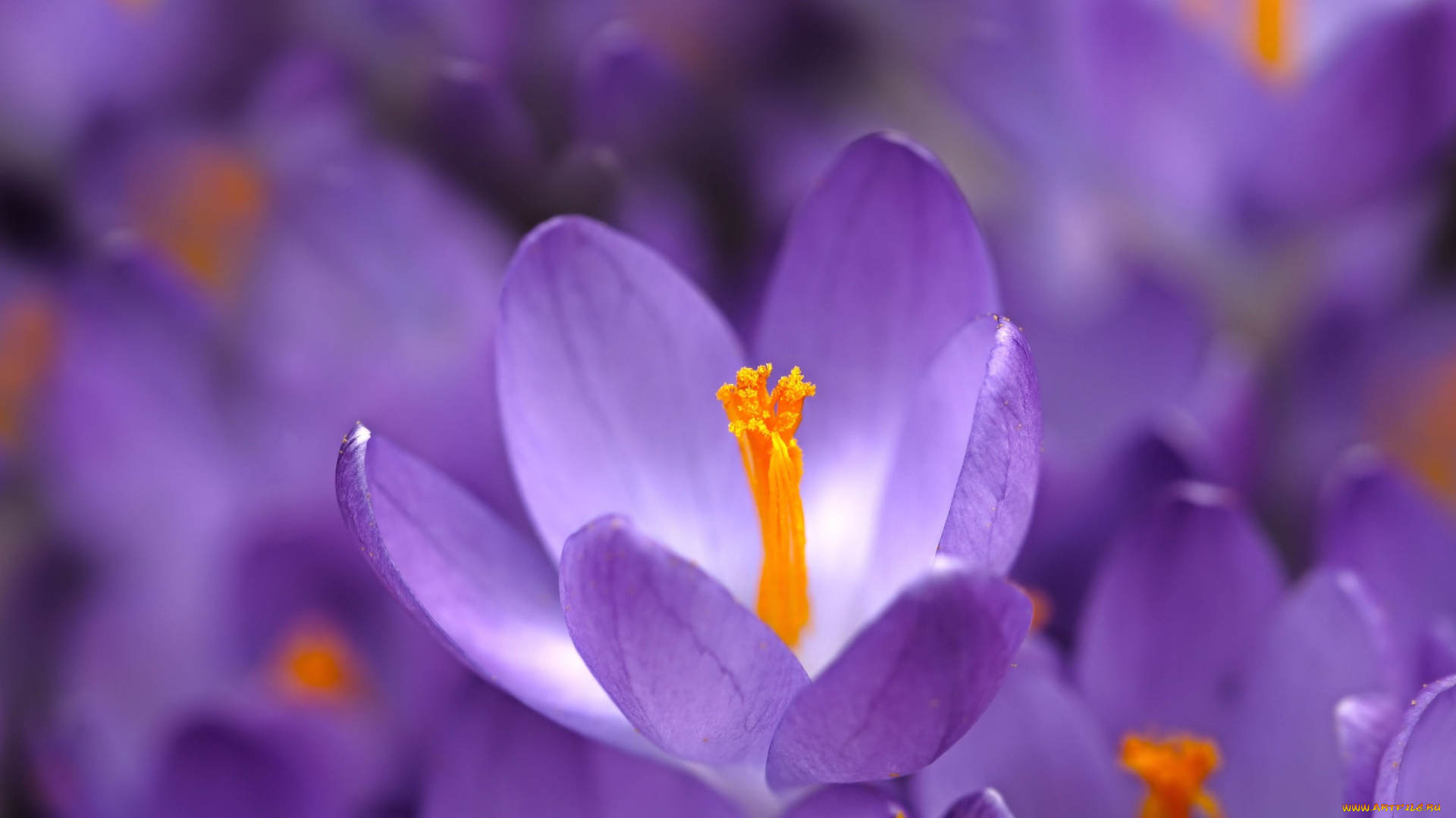 цветы, крокусы, весна, макро