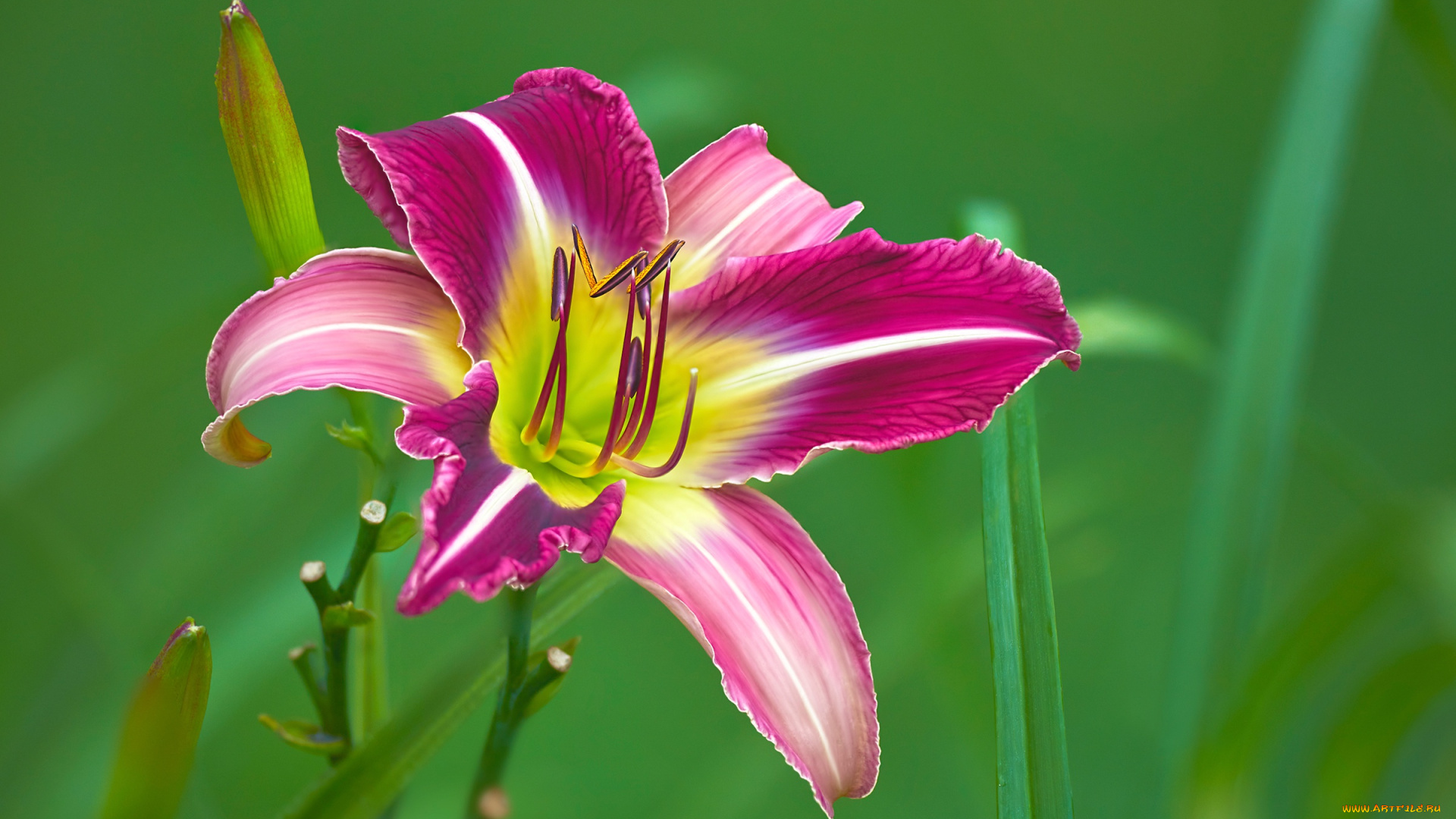 цветы, лилии, , лилейники, лилейник, бутоны, боке, лепестки, макро