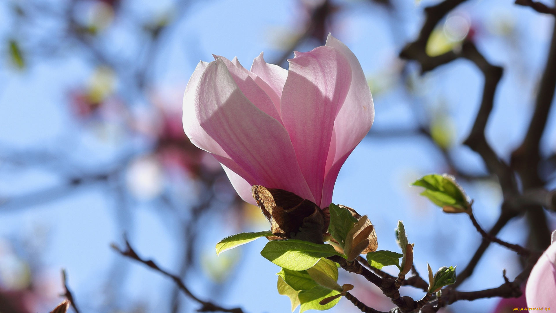 цветы, магнолии, ветка, небо, магнолия, весна, бутон, цветение