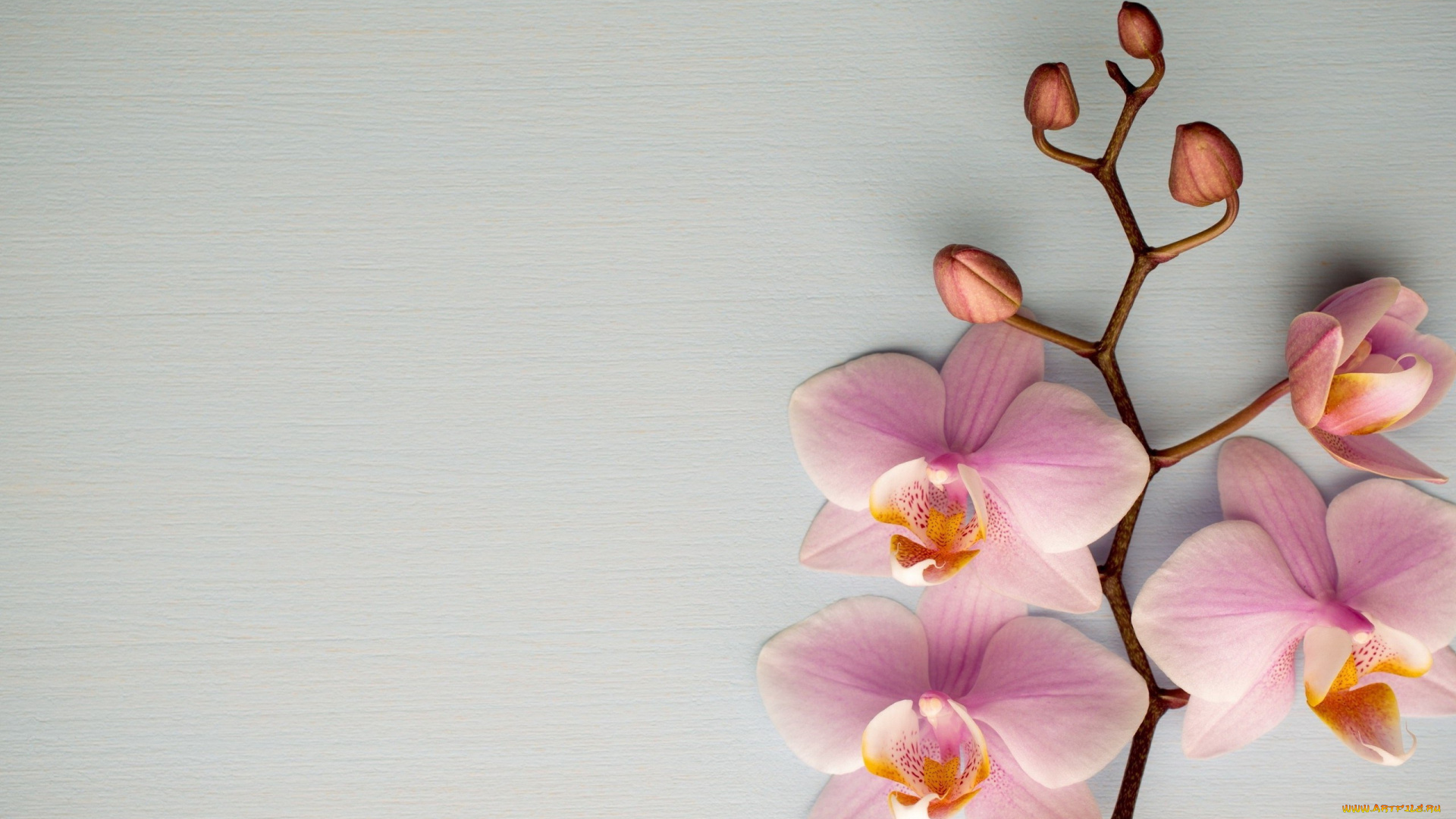 цветы, орхидеи, розовые, ветка