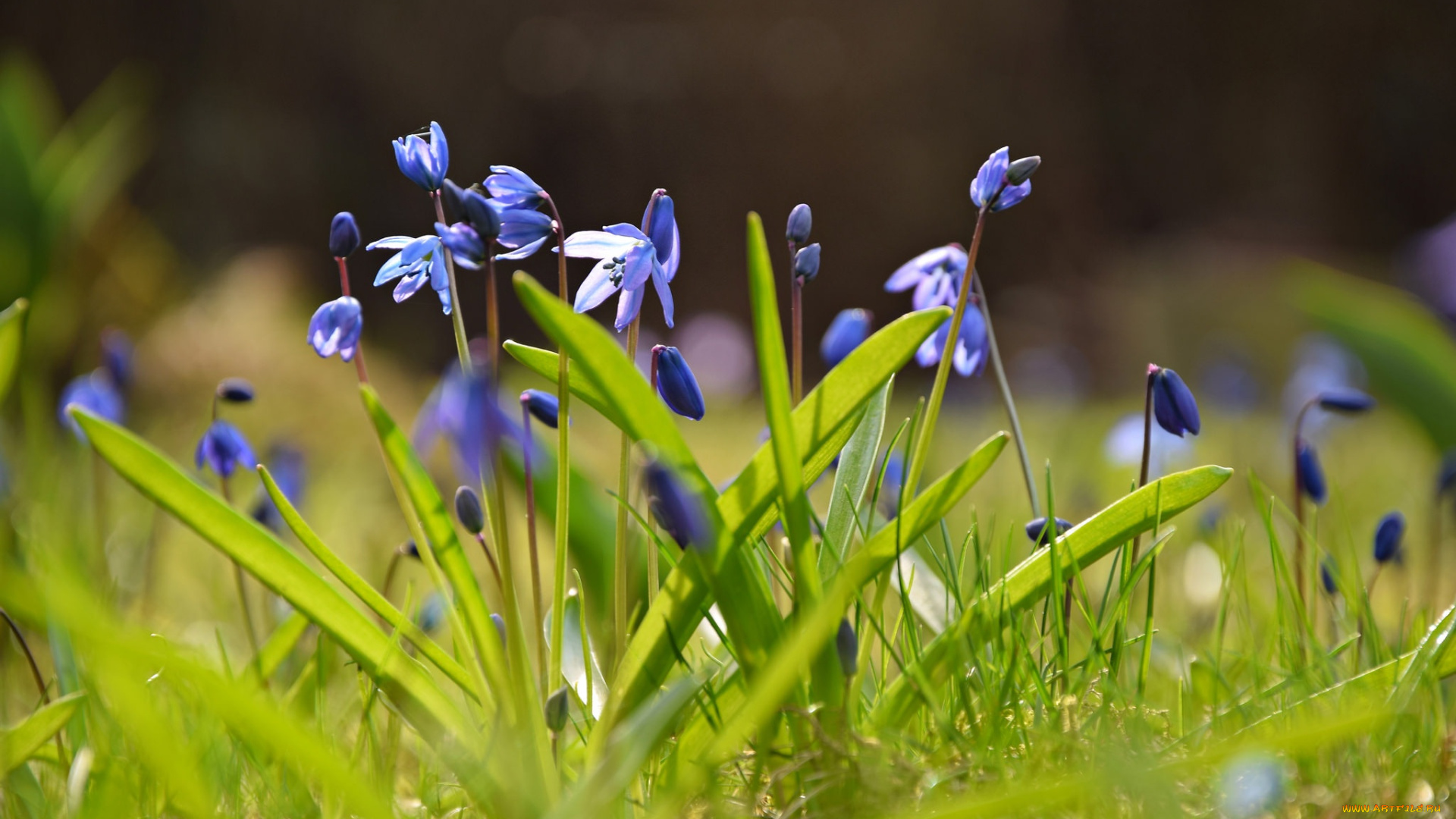 цветы, подснежники, , белоцветники, , пролески, шилла, боке, весна