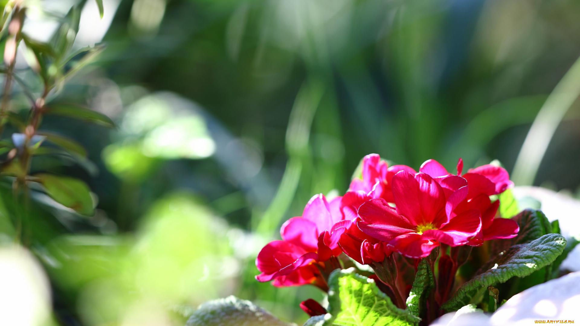 цветы, примулы, первоцвет, весна, макро