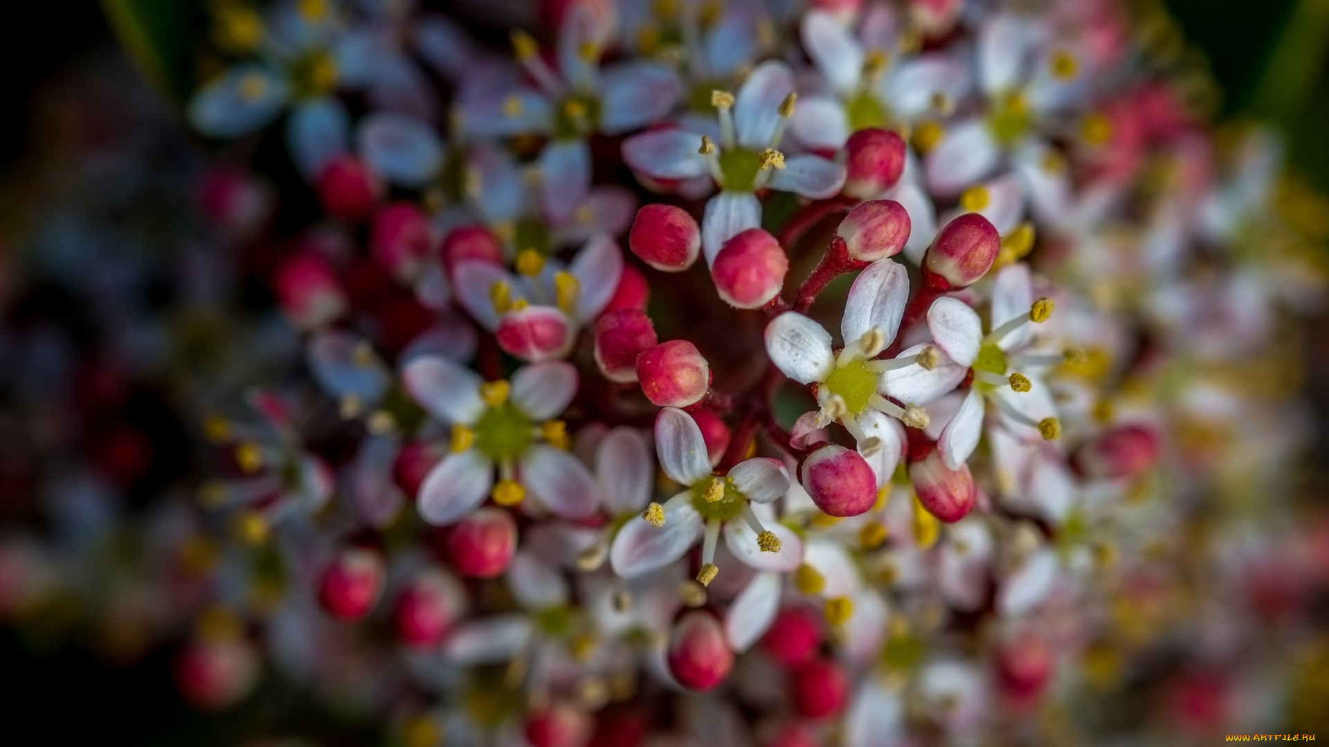 цветы, природа, весна, фон, цветение