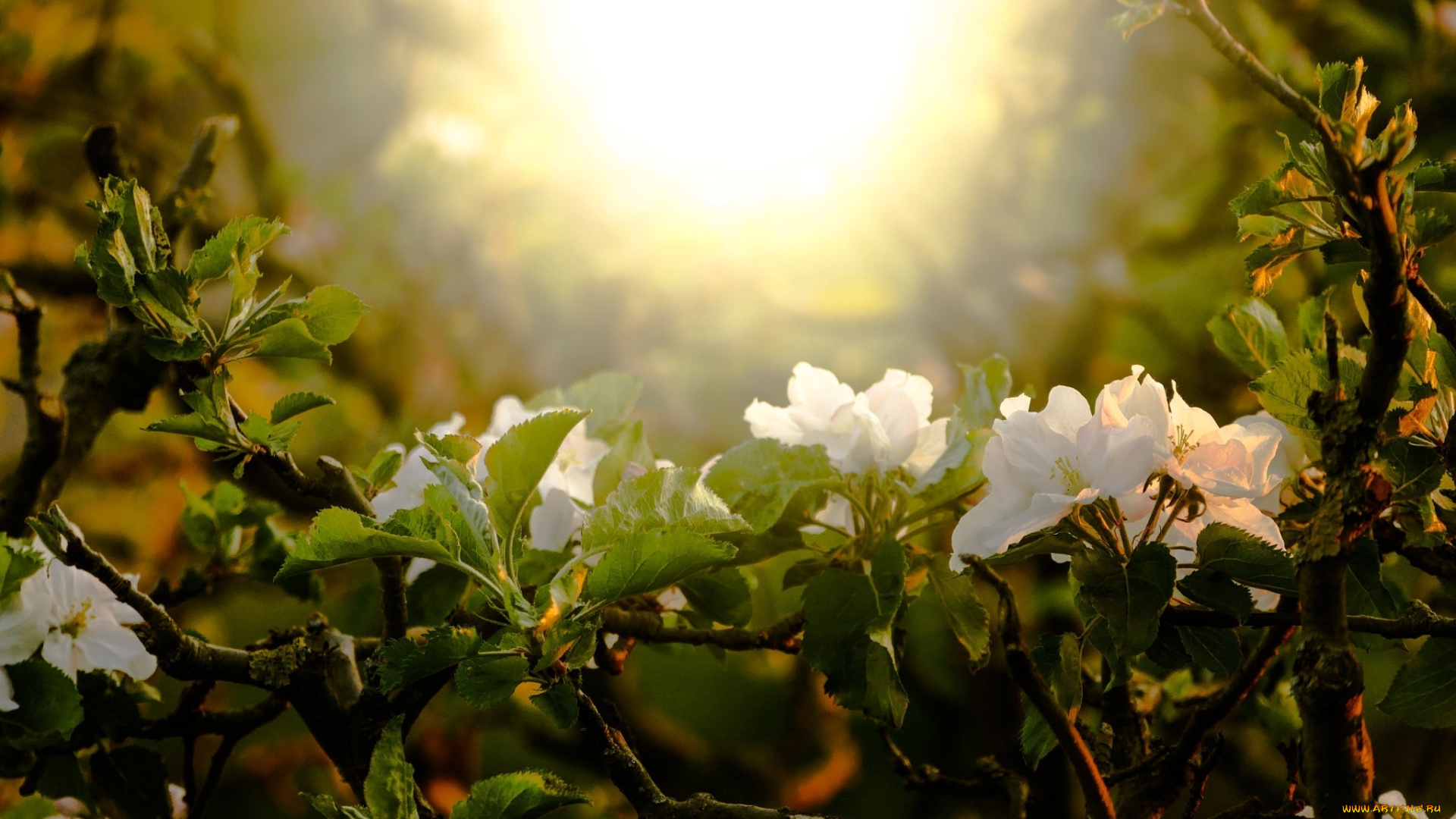 цветы, рододендроны, , азалии, цветение, дерево, весна, природа, ветки