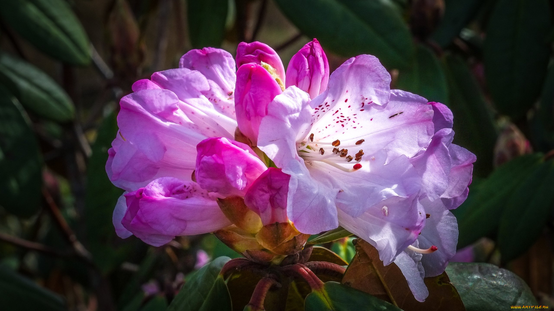 цветы, рододендроны, , азалии, рододендрон, азалия, куст, листья
