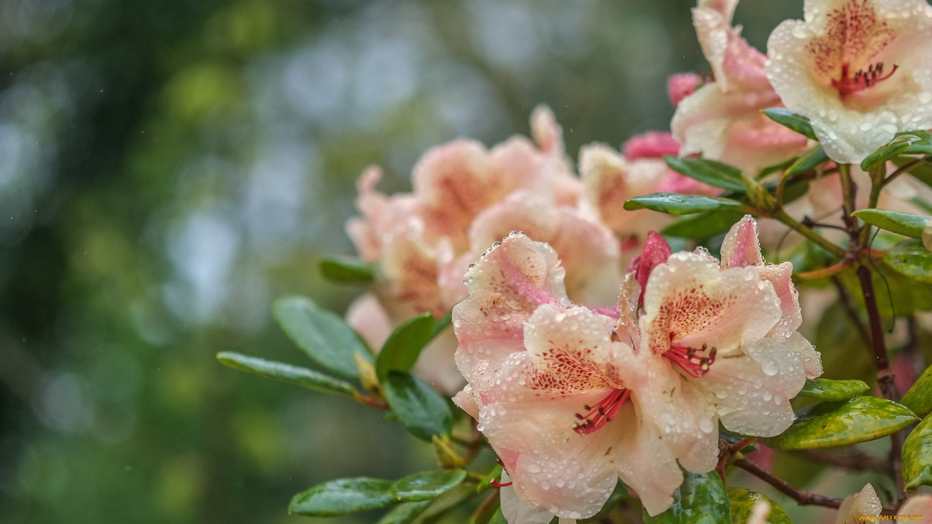 цветы, рододендроны, , азалии, рододендрон, азалия, капли, вода