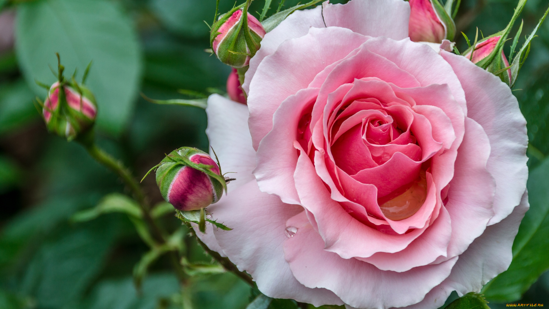 цветы, розы, красивые, макро, цветок, листья, бутоны