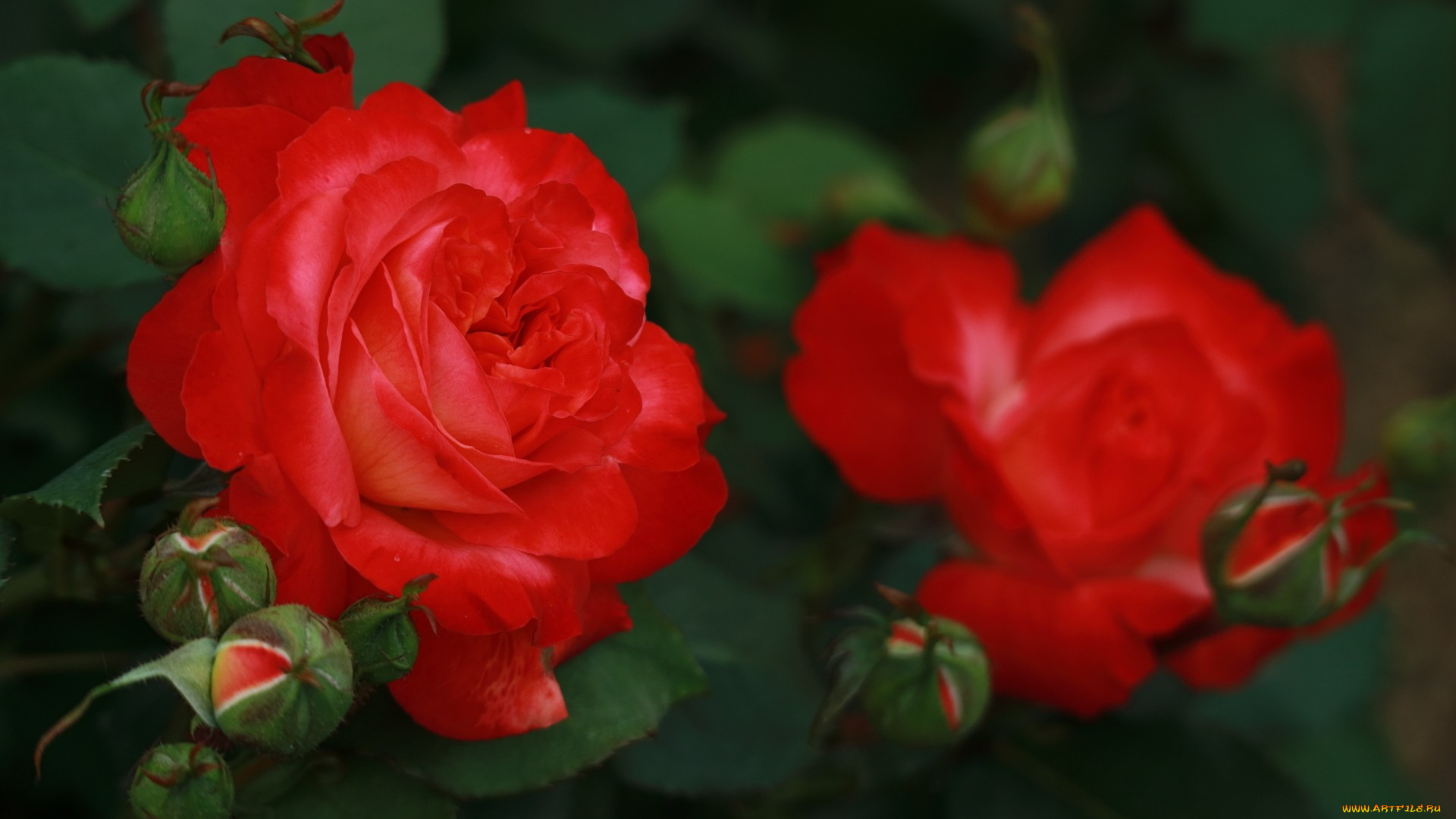 цветы, розы, куст, бутоны, лепестки