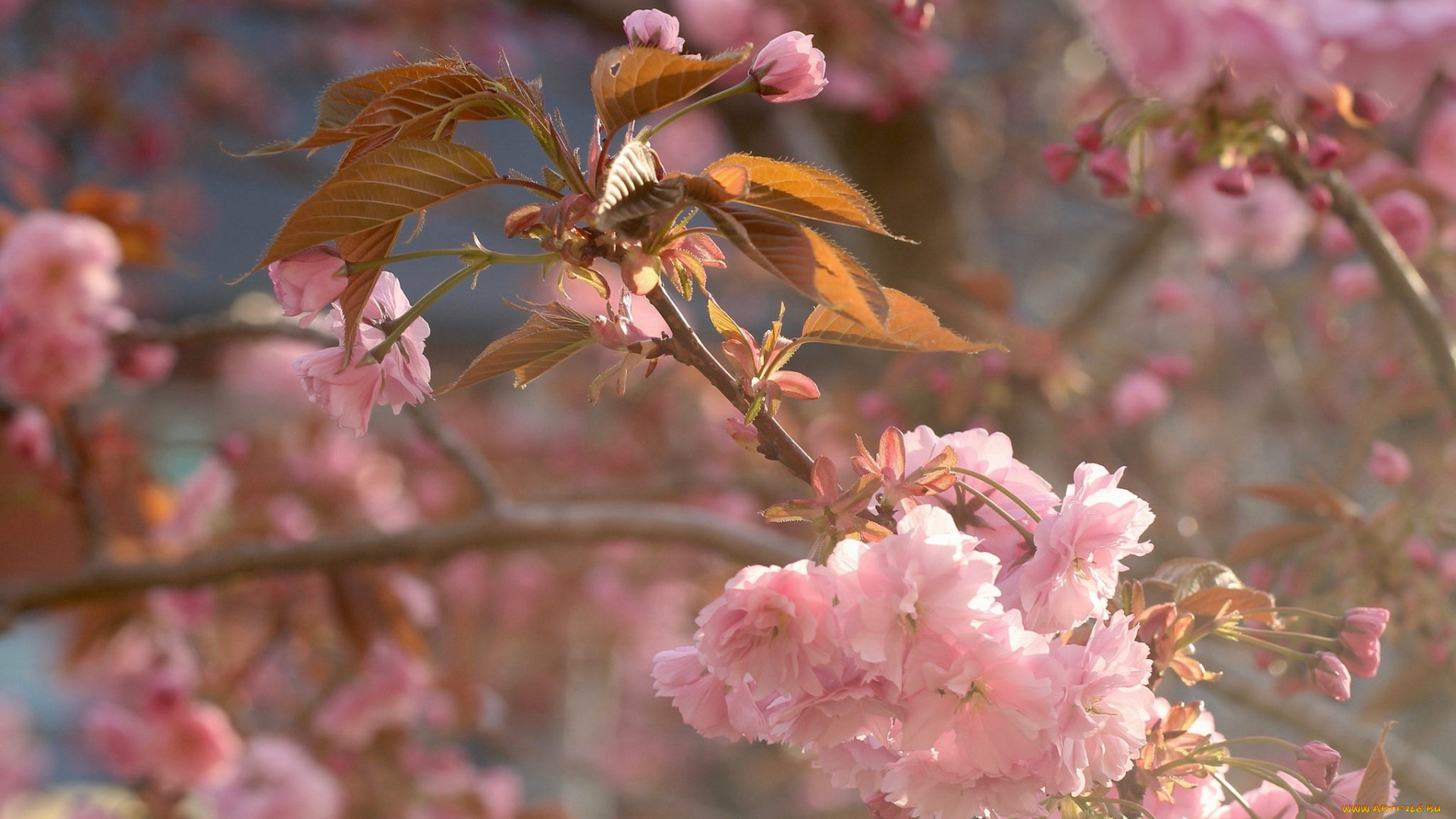 цветы, сакура, , вишня, макро, цветение, вишня, весна, ветка