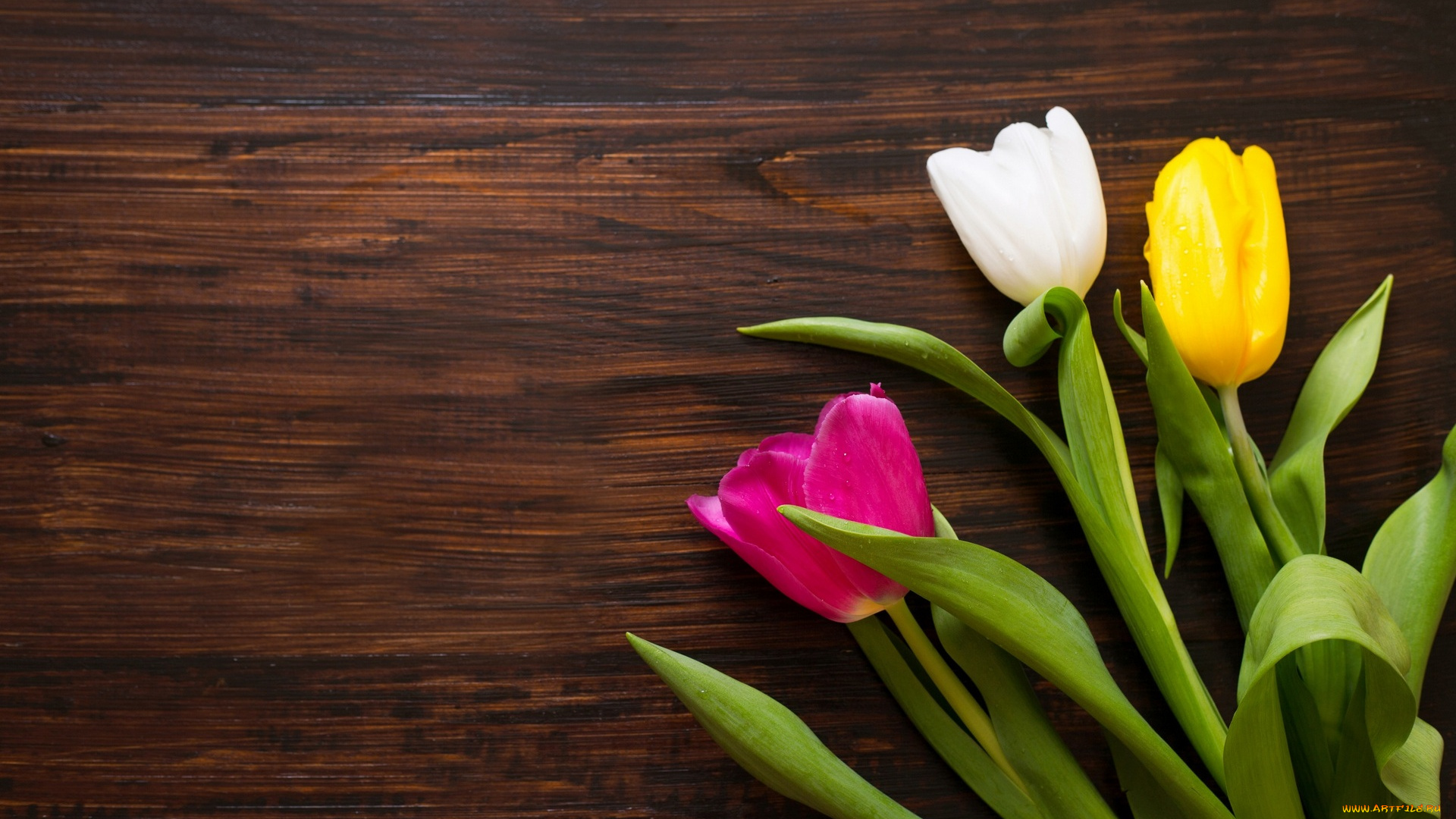 цветы, тюльпаны, разноцветные