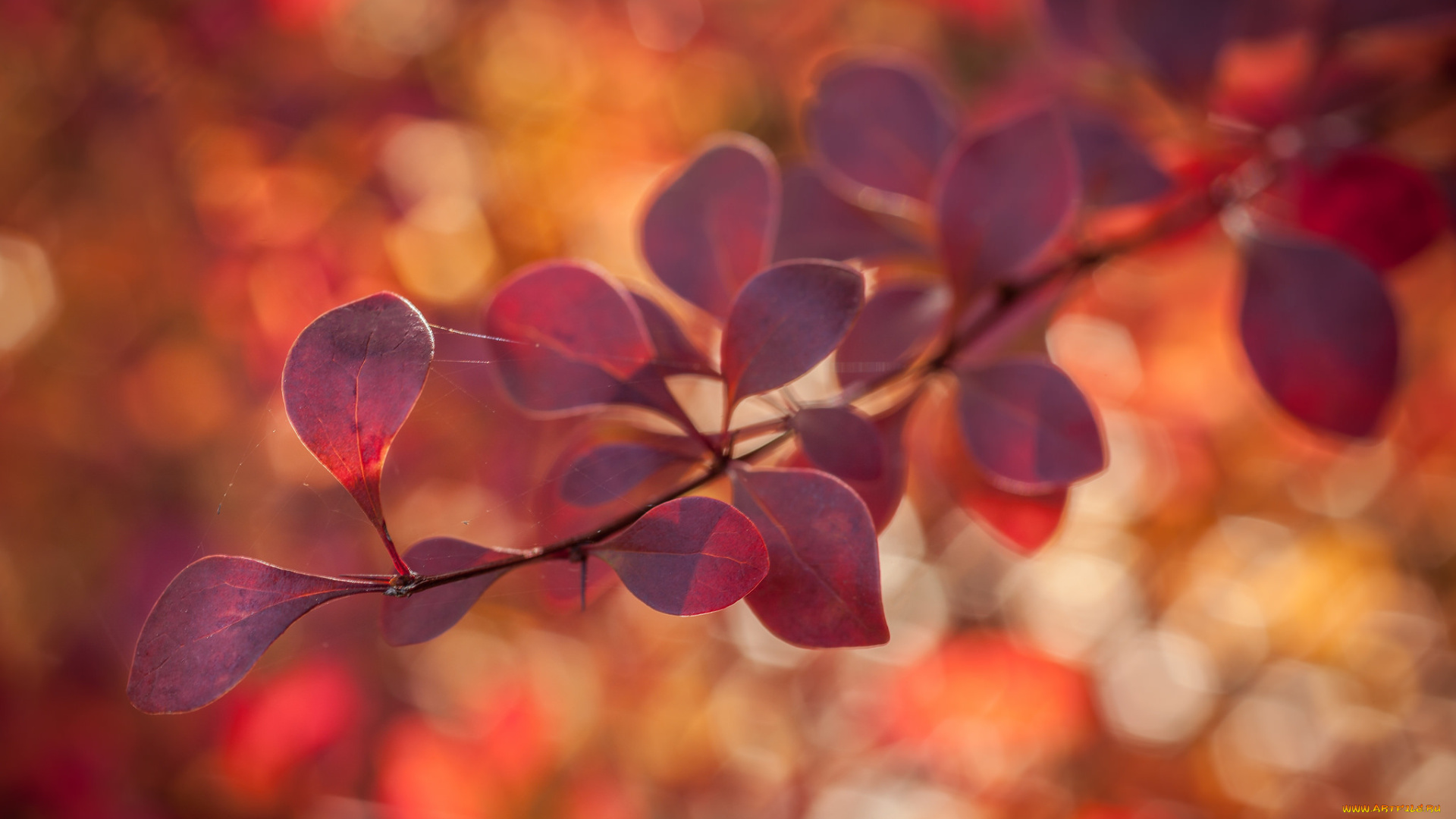 природа, листья, блики, фон, веточка, макро