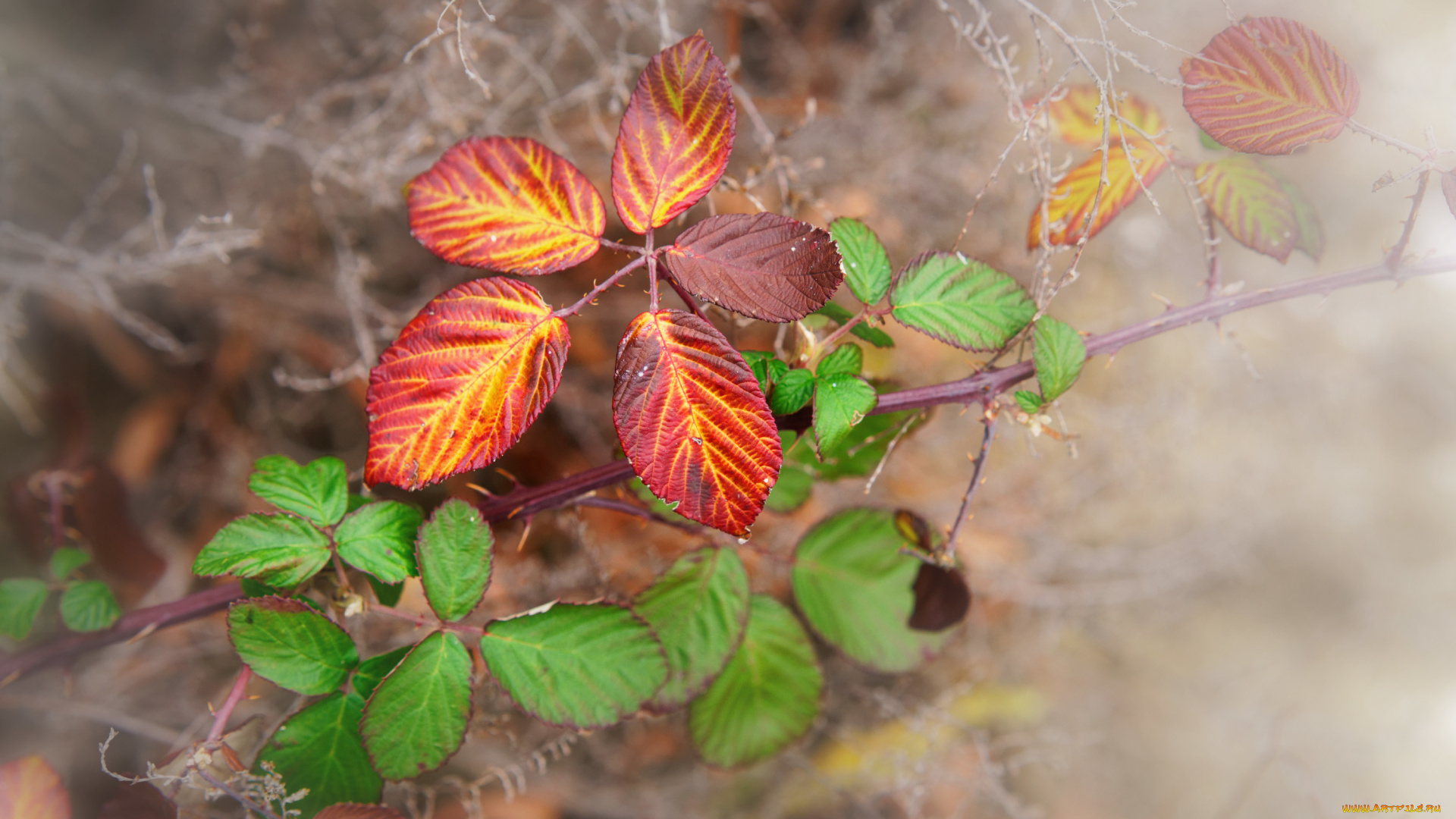 природа, листья, ветки, паутина, осень, фон, краски, макро