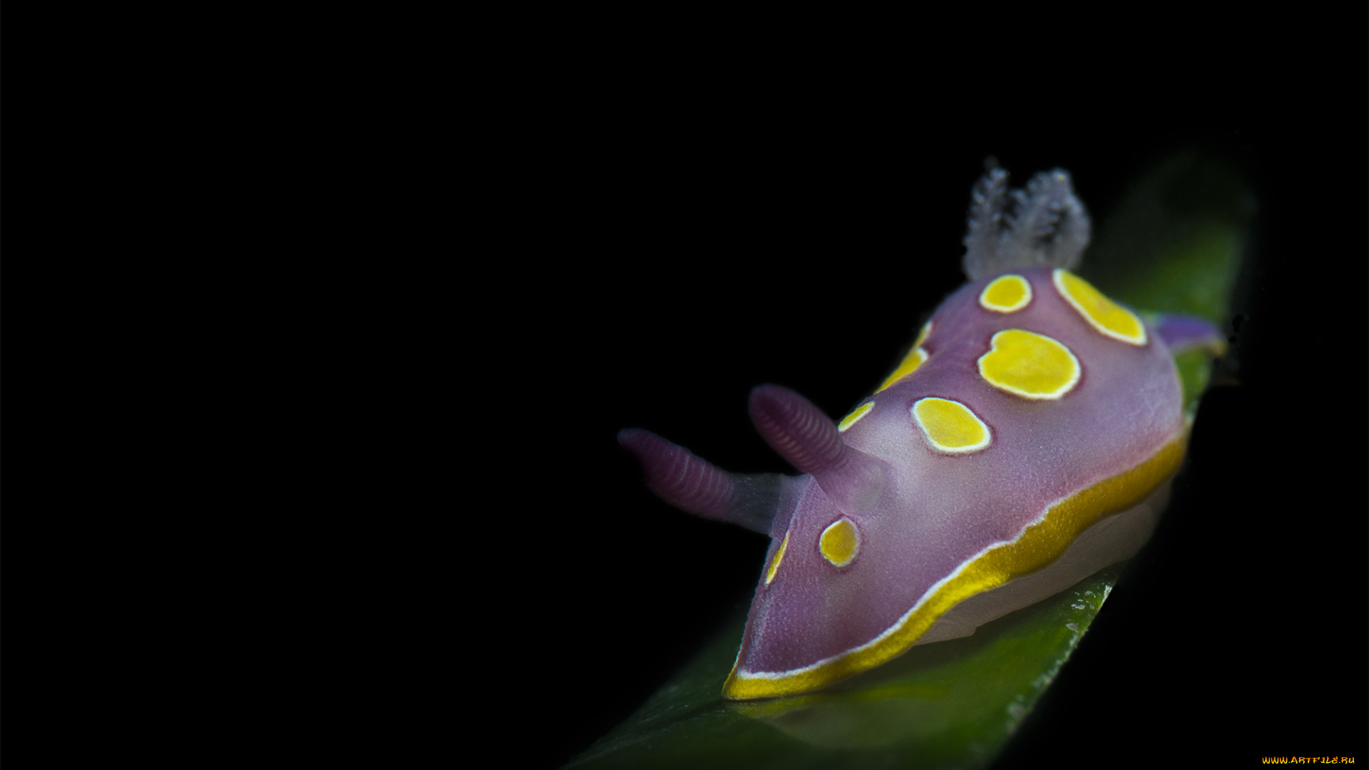 животные, -, другое, подводный, мир, моллюск, темный, фон, фиолетовый