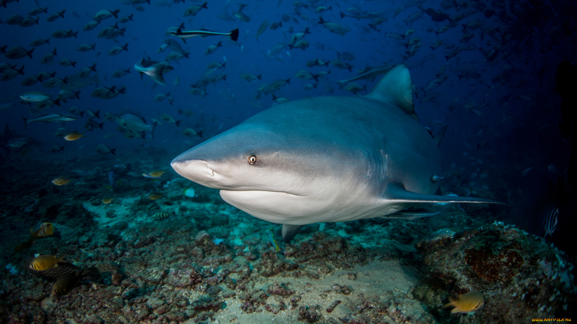 животные, акулы, давиде, море, подводный, мир, акула, океан, рыба