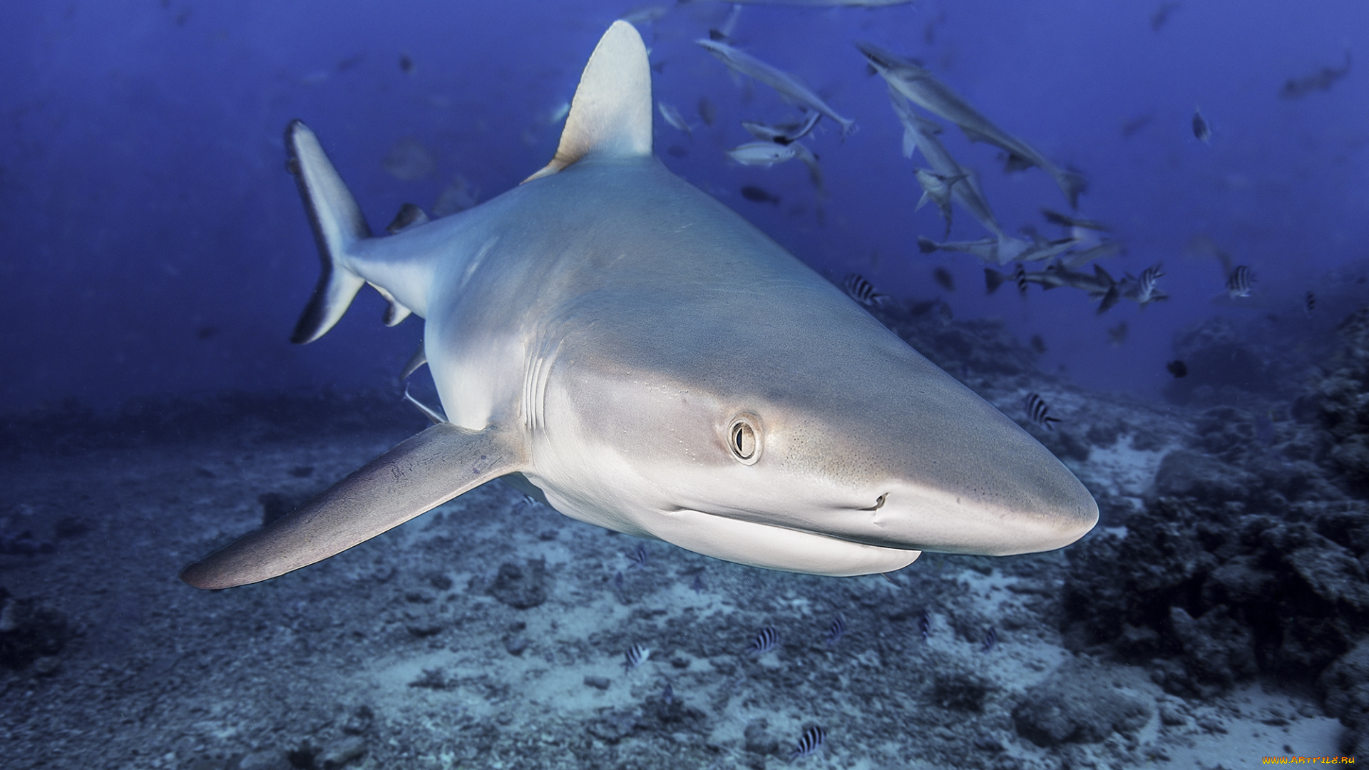 животные, акулы, океан, рыба, море, акула, подводный, мир