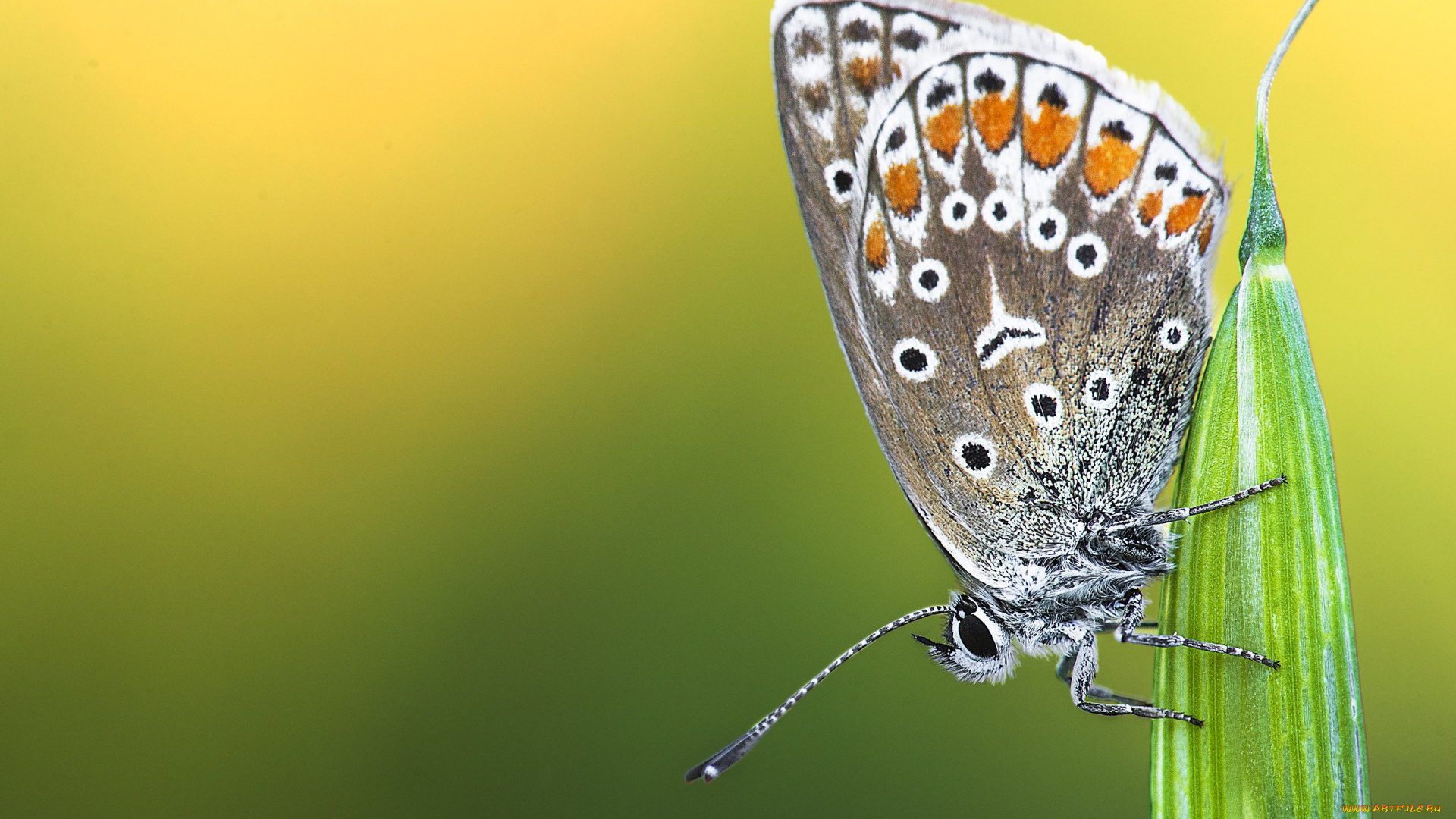 животные, бабочки, , мотыльки, , моли, бабочка, фон, насекомое, растения, природа