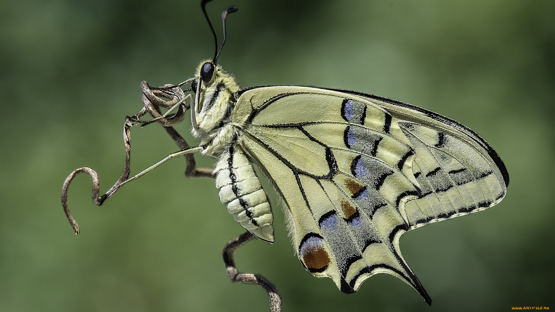 животные, бабочки, , мотыльки, , моли, бабочка, фон, насекомое, природа